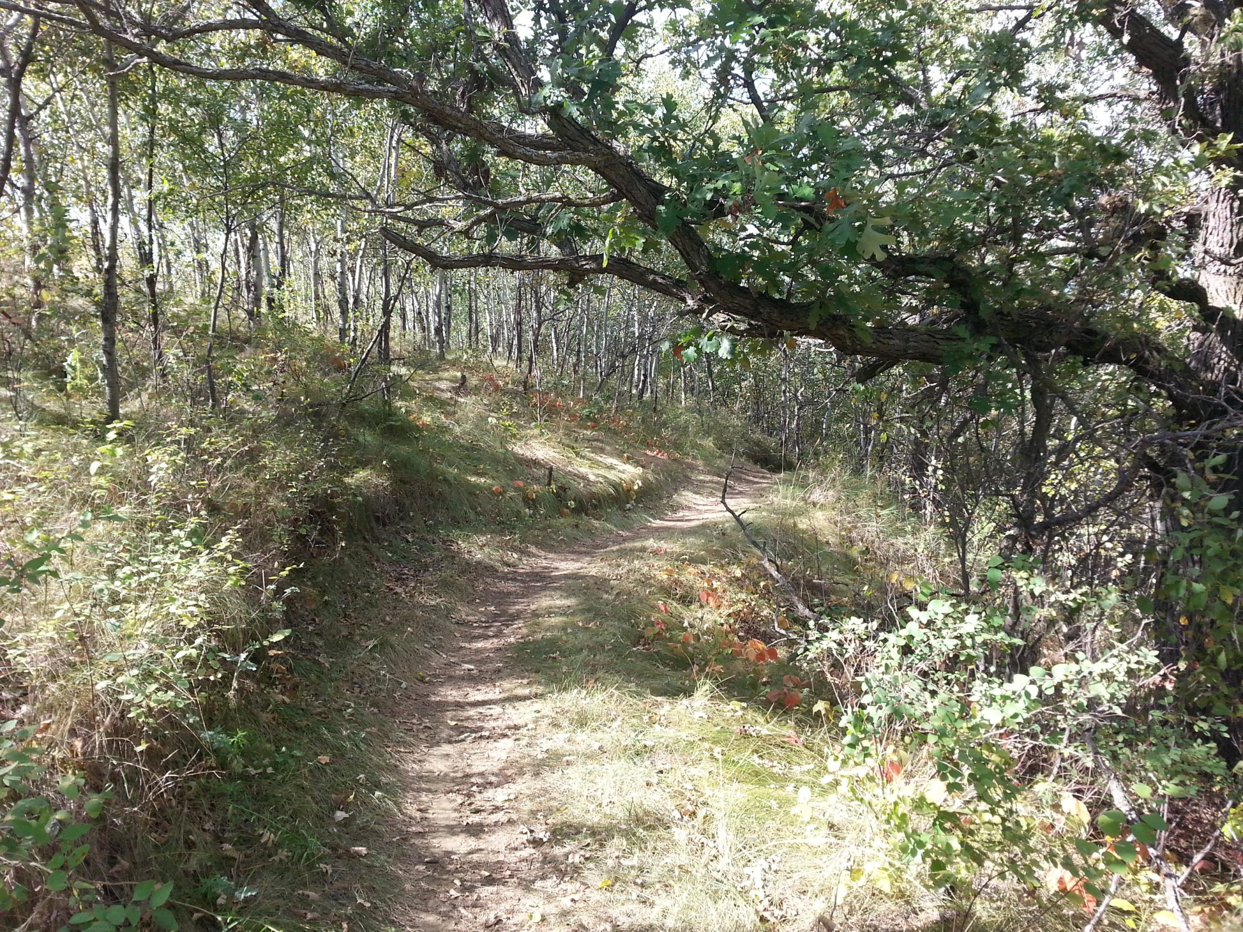 A winding dirt trail meanders through a wooded area, surrounded by lush greenery and scattered autumn-colored leaves. Sunlight filters through the canopy of trees, creating a serene and inviting atmosphere. Harmon mountain bike trail.
