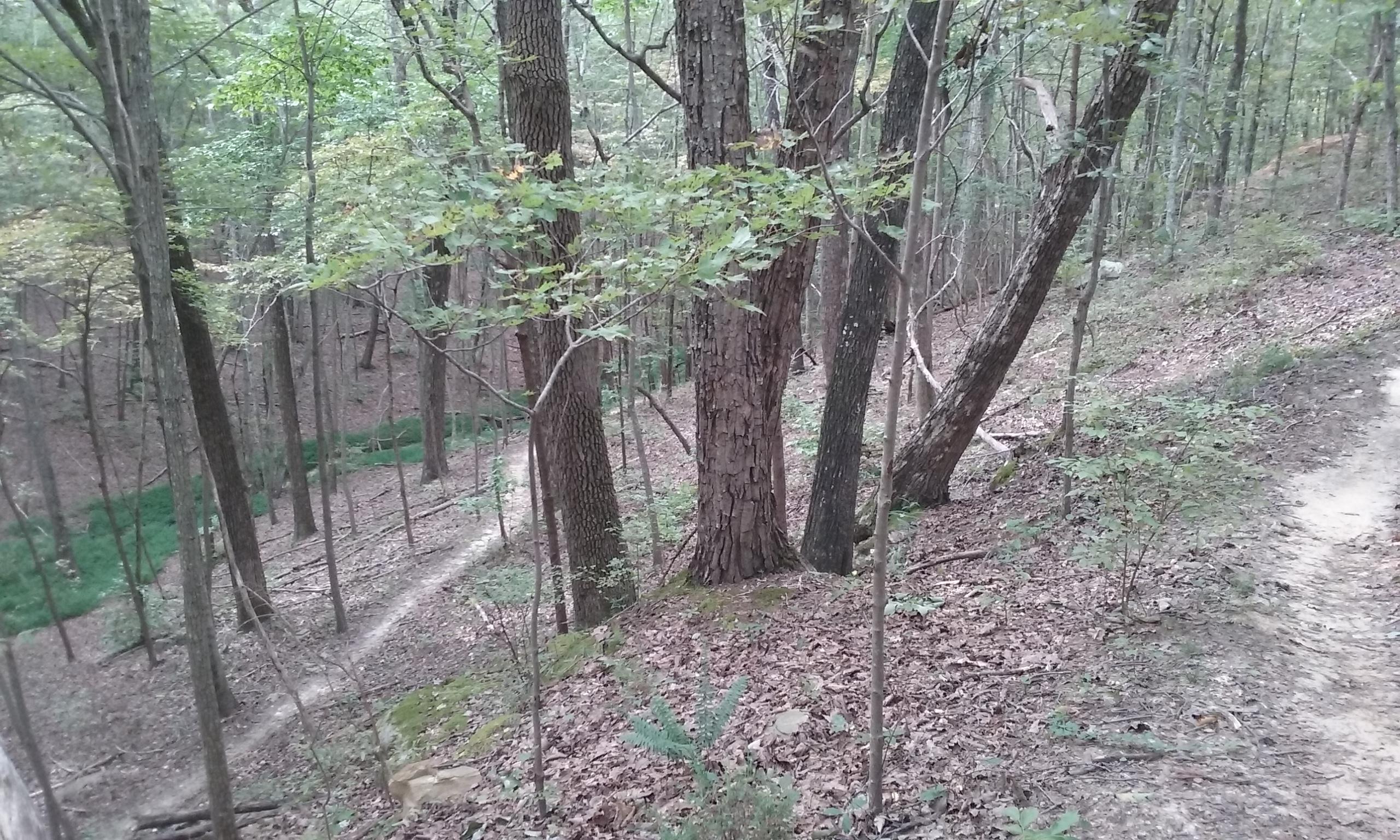 A serene forest scene featuring tall trees with textured bark, surrounded by a carpet of fallen leaves and small underbrush. A narrow dirt path winds through the wooded area, leading gently downhill on the left side of the image. Soft green foliage contrasts with the earthy tones of the forest floor, creating a peaceful natural setting. Raccoon Mountain Trail Network mountain bike trail.