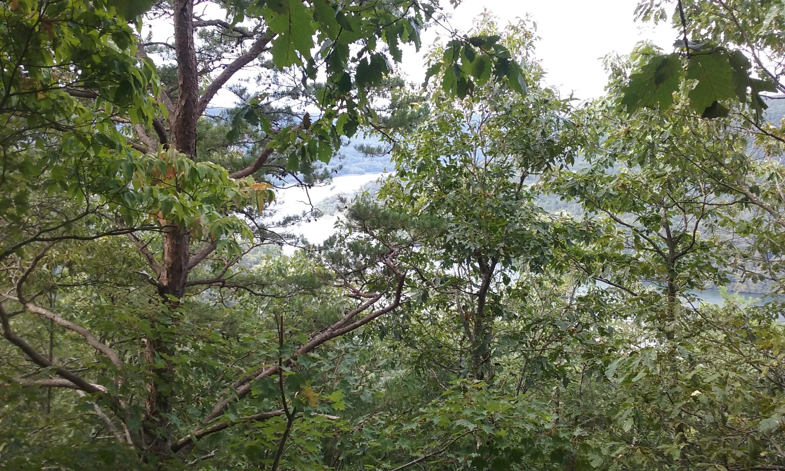 A dense forest view with various trees and foliage, overlooking a body of water in the distance. Raccoon Mountain Trail Network mountain bike trail.