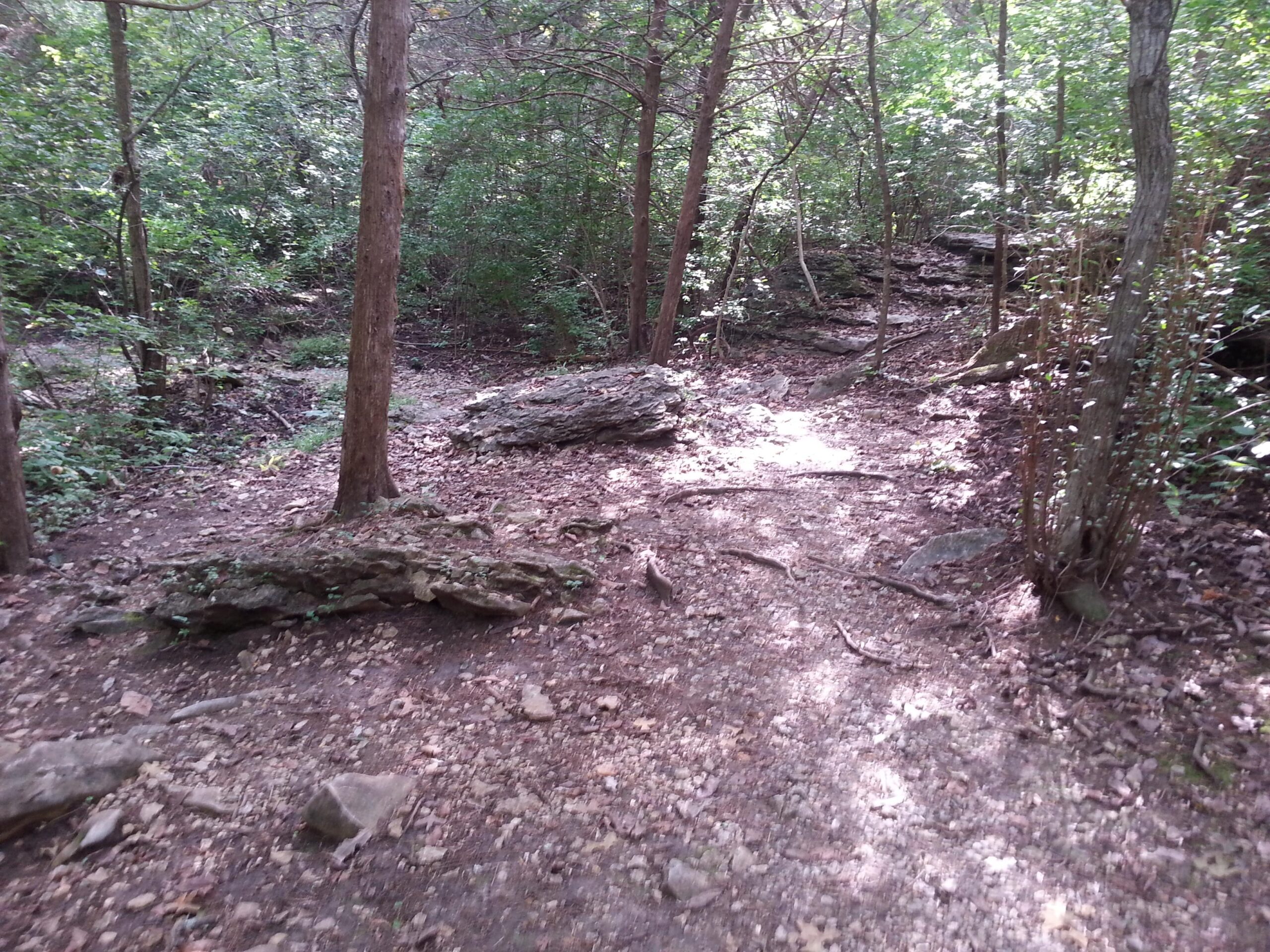 A wooded area featuring a dirt path surrounded by trees and rocks, with dappled sunlight filtering through the foliage. Landahl Park Reserve mountain bike trail.