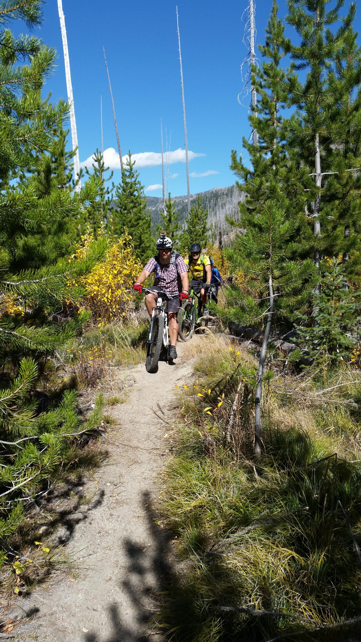 Two mountain bikers navigate a dirt trail surrounded by green pine trees and vibrant autumn foliage under a clear blue sky. Twentymile Creek Trail mountain bike trail.