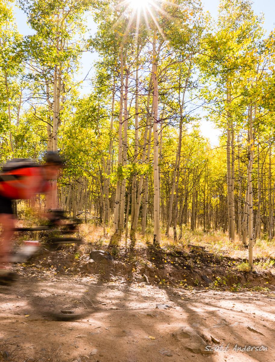 A mountain biker is captured in motion on a dirt trail surrounded by tall aspen trees in vibrant autumn foliage, with sunlight streaming through the leaves. The scene conveys a sense of adventure and the beauty of nature. Aspen Ridge / Road #185 mountain bike trail.