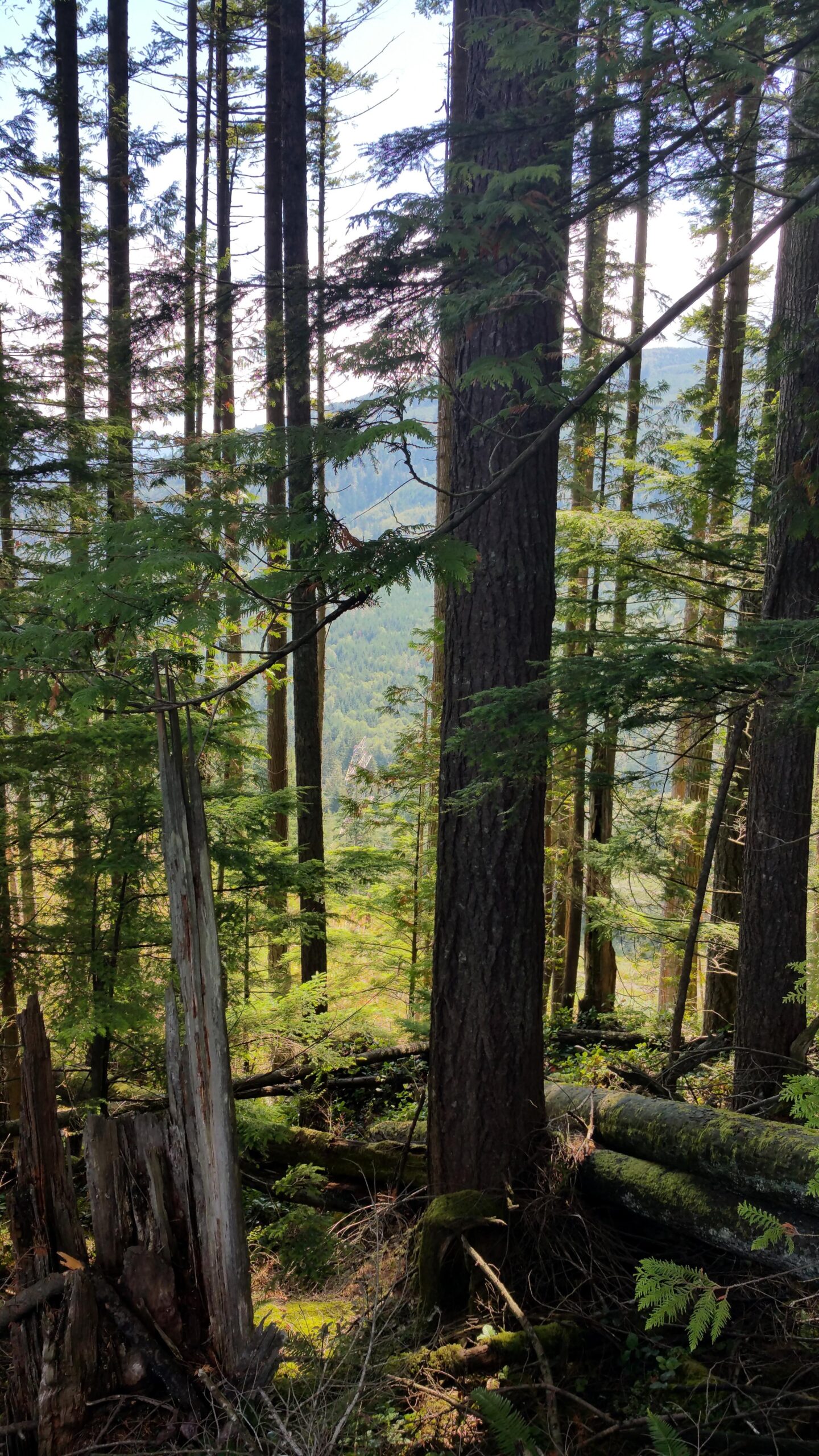 A serene forest scene featuring tall trees with green foliage, sunlight filtering through the branches, and a view of a distant landscape. The forest floor is covered with moss and fallen logs, creating a tranquil atmosphere. Tiger Mountain mountain bike trail.
