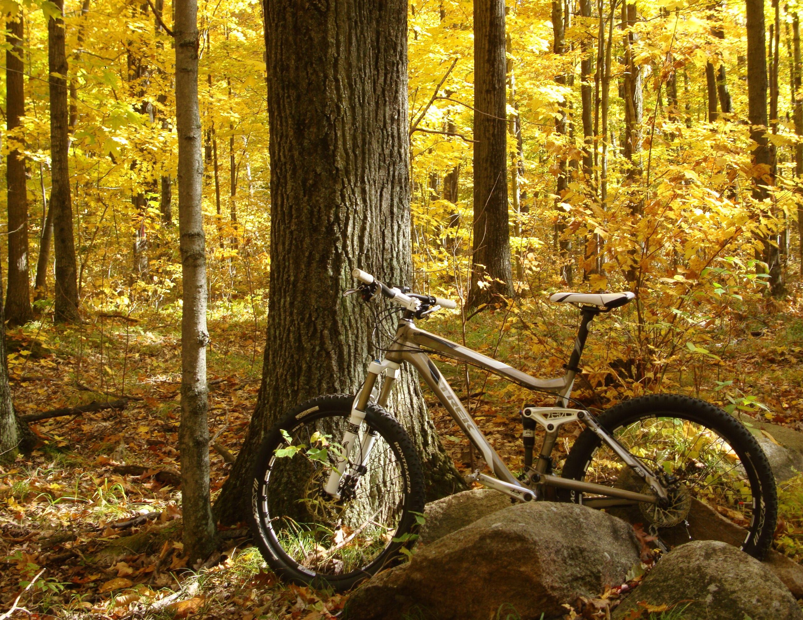 Trek Fuel EX 9: A mountain bike leaning against a large tree in a forest during autumn, surrounded by vibrant yellow leaves and rocky terrain.