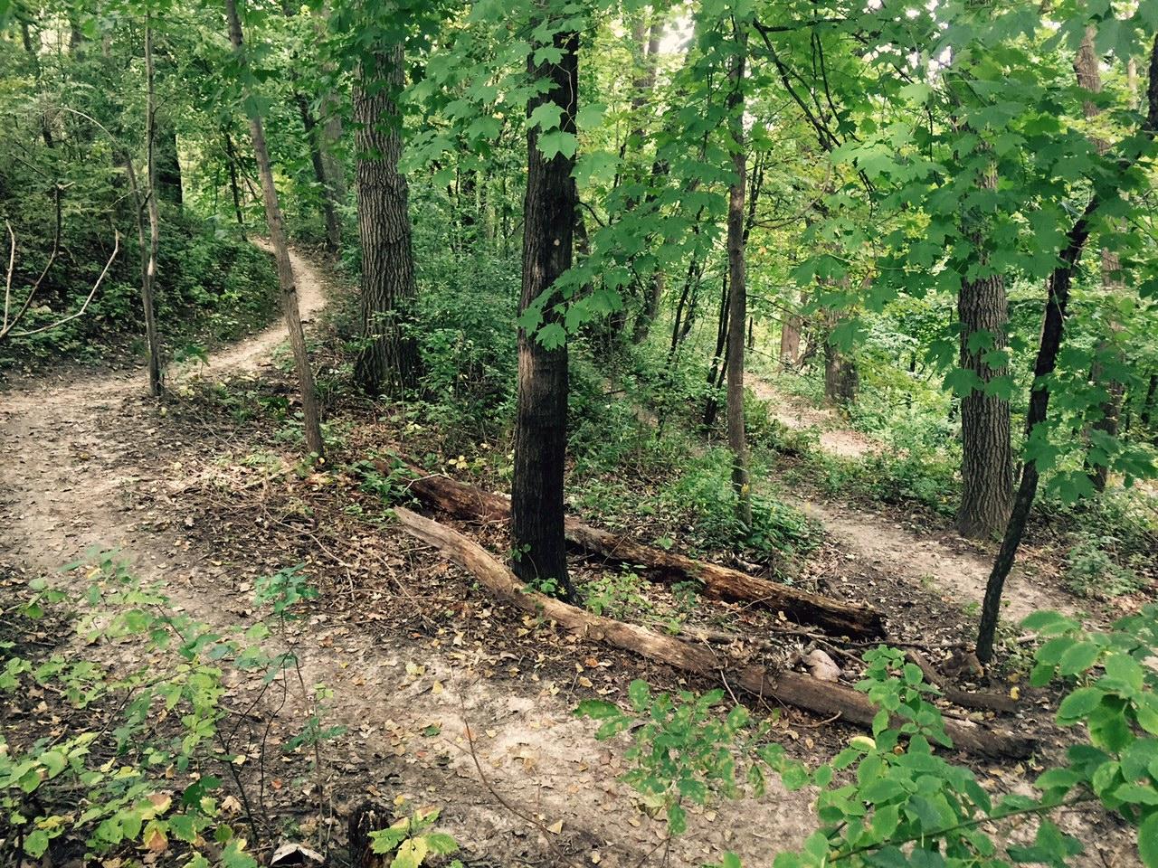 A winding dirt path through a dense forest, surrounded by green foliage and tall trees. The trail curves left and right, with scattered leaves on the ground and fallen logs along the sides. Memorial Park mountain bike trail.