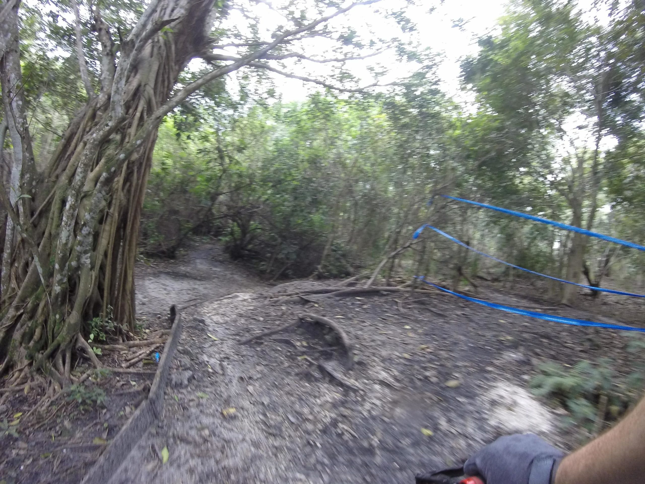 Alt text: A blurred view of a dirt pathway surrounded by dense greenery, with a large tree on the left and a blue rope barrier ahead. The scene appears to be part of a forest trail, possibly for biking or hiking. Markham Park mountain bike trail.