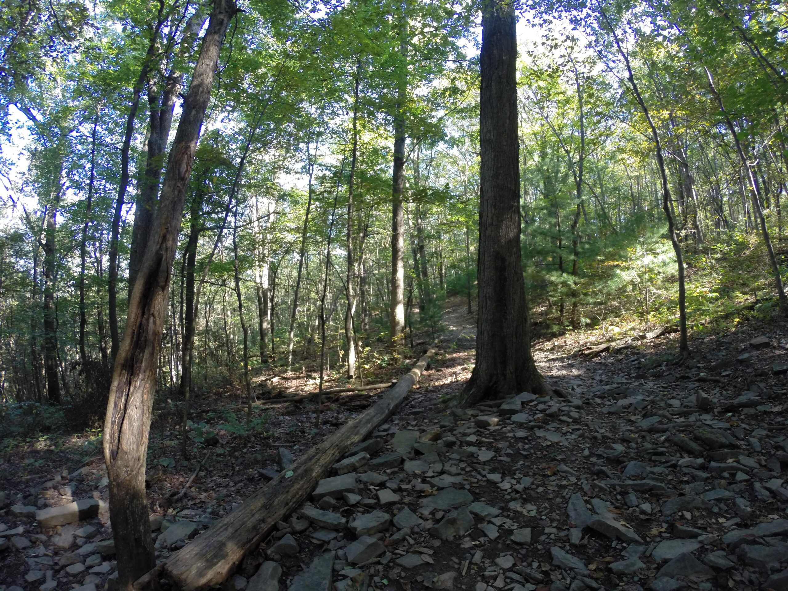 A rocky forest path winds through a dense grove of trees, with sunlight filtering through the leaves. The ground is covered in scattered stones and fallen branches, creating a natural and untouched woodland scene. Allegrippis Trails mountain bike trail.