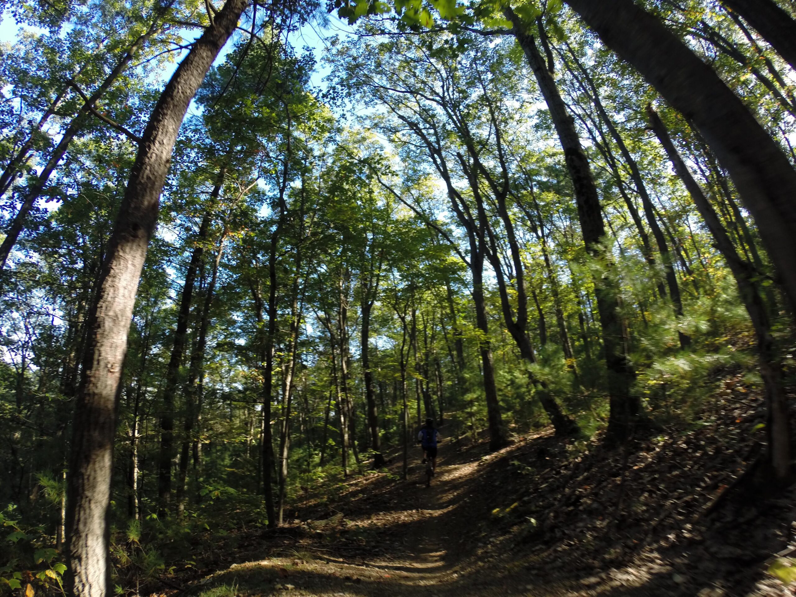 A winding dirt path through a lush forest with tall trees and dappled sunlight filtering through the leaves. In the background, a person can be seen walking along the trail. Allegrippis Trails mountain bike trail.