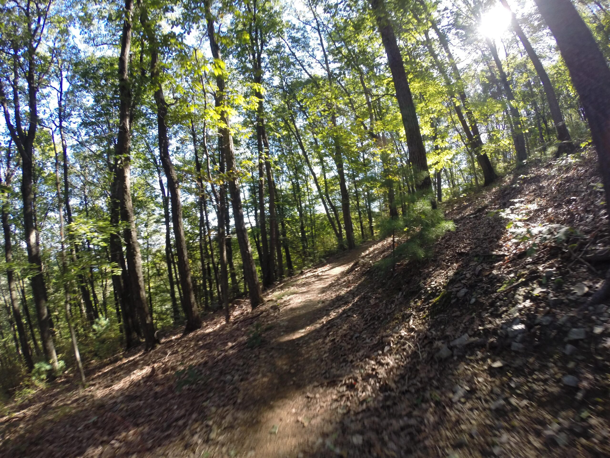 A winding dirt path through a lush forest, surrounded by tall trees with green leaves, and sunlight filtering through the branches, creating dappled light on the ground covered in fallen leaves. Allegrippis Trails mountain bike trail.