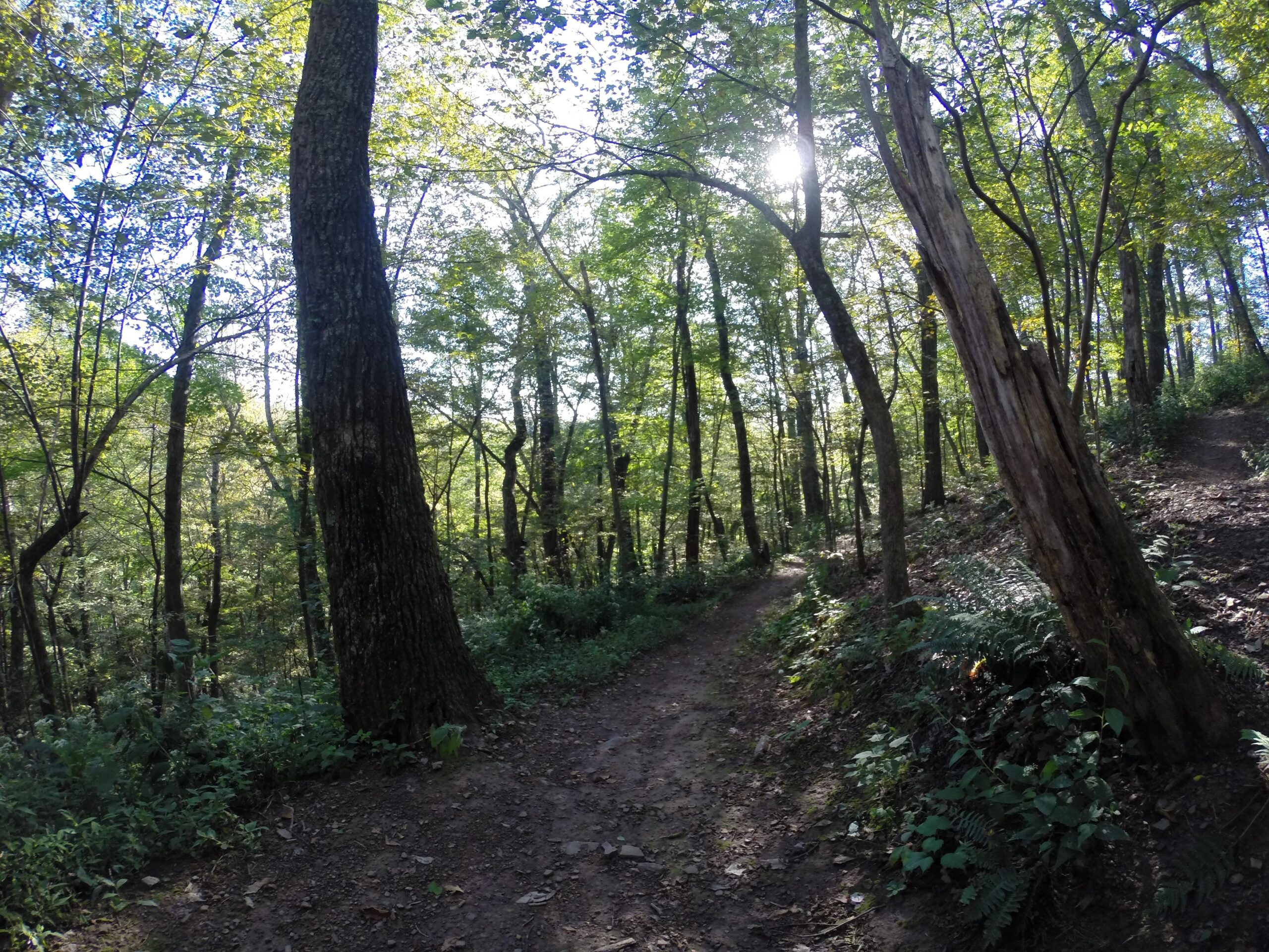 A sunlit forest path winding through tall trees with lush green foliage, surrounded by ferns and undergrowth. The scene captures a tranquil and inviting atmosphere of nature. Allegrippis Trails mountain bike trail.