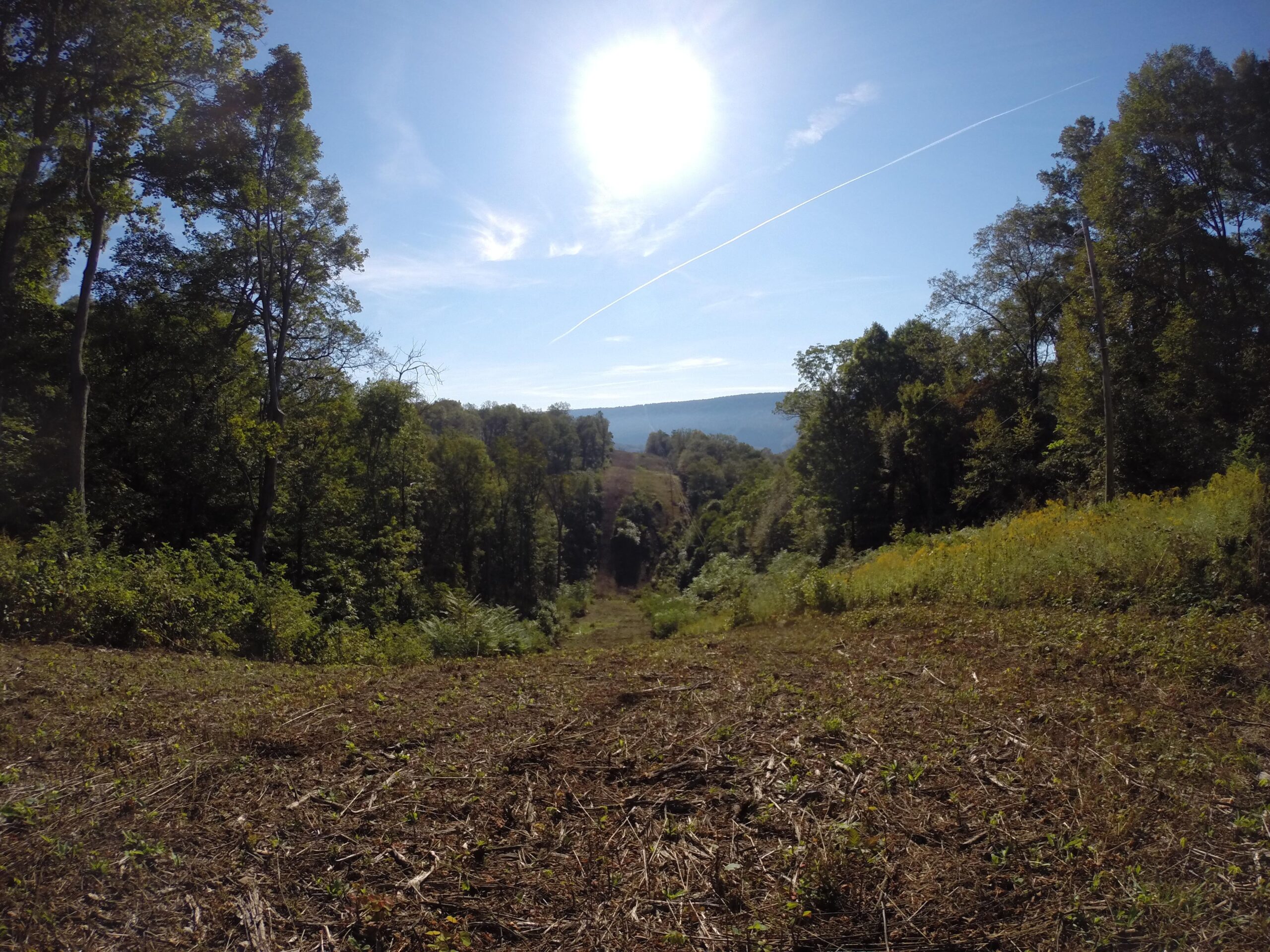 A panoramic view of a lush, green hillside under a bright blue sky. The sun shines high above, casting a warm glow over the landscape. In the foreground, a cleared area with patches of dry earth and sparse vegetation leads toward a wooded area in the background, where tall trees create a natural border. A distant valley can be seen, framed by rolling hills in the far background. Allegrippis Trails mountain bike trail.