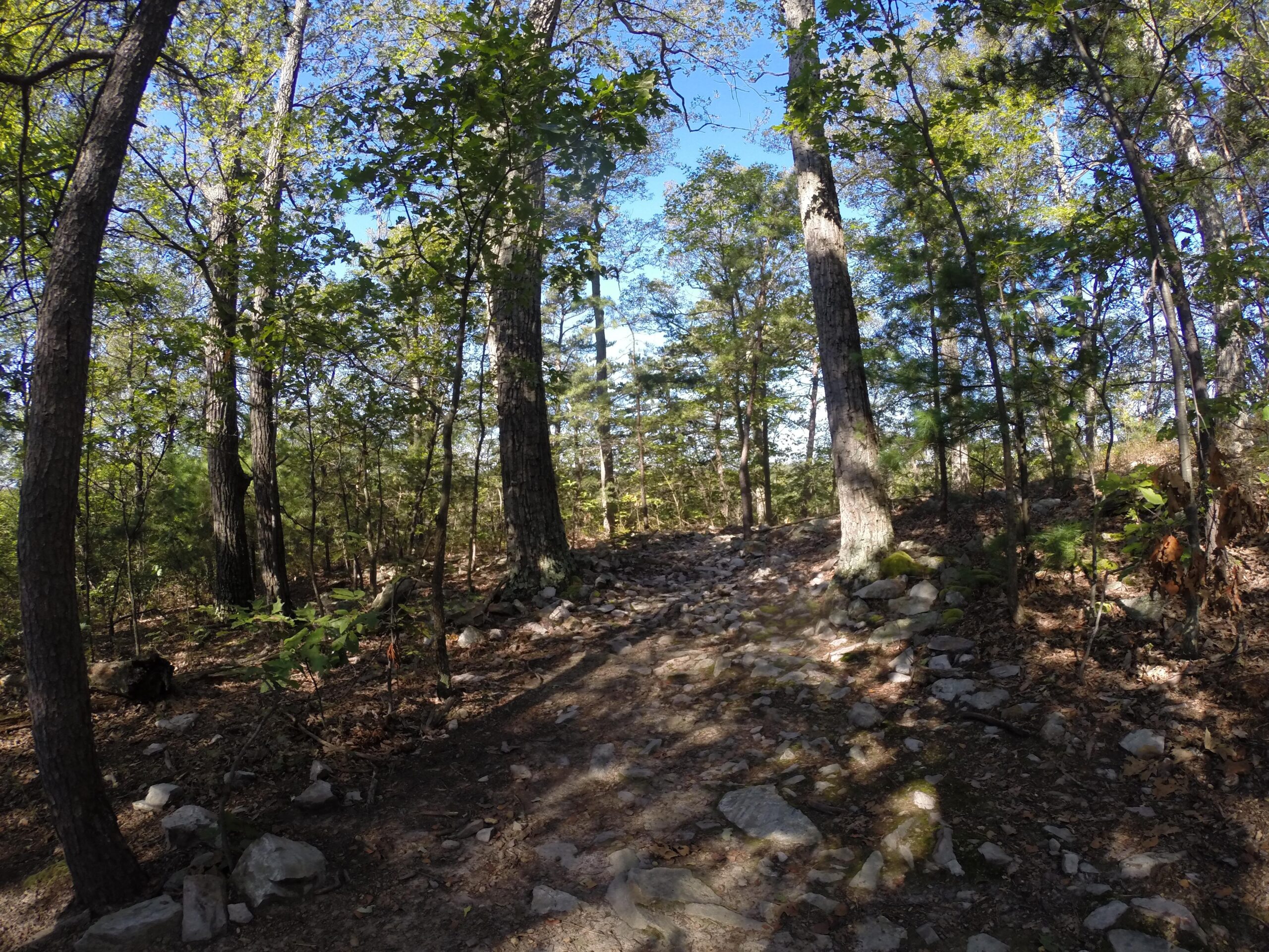 A scenic view of a wooded area featuring tall trees and a rocky path. Sunlight filters through the leaves, creating dappled shadows on the ground, while the surrounding foliage is lush and green, indicating a vibrant natural environment. Allegrippis Trails mountain bike trail.