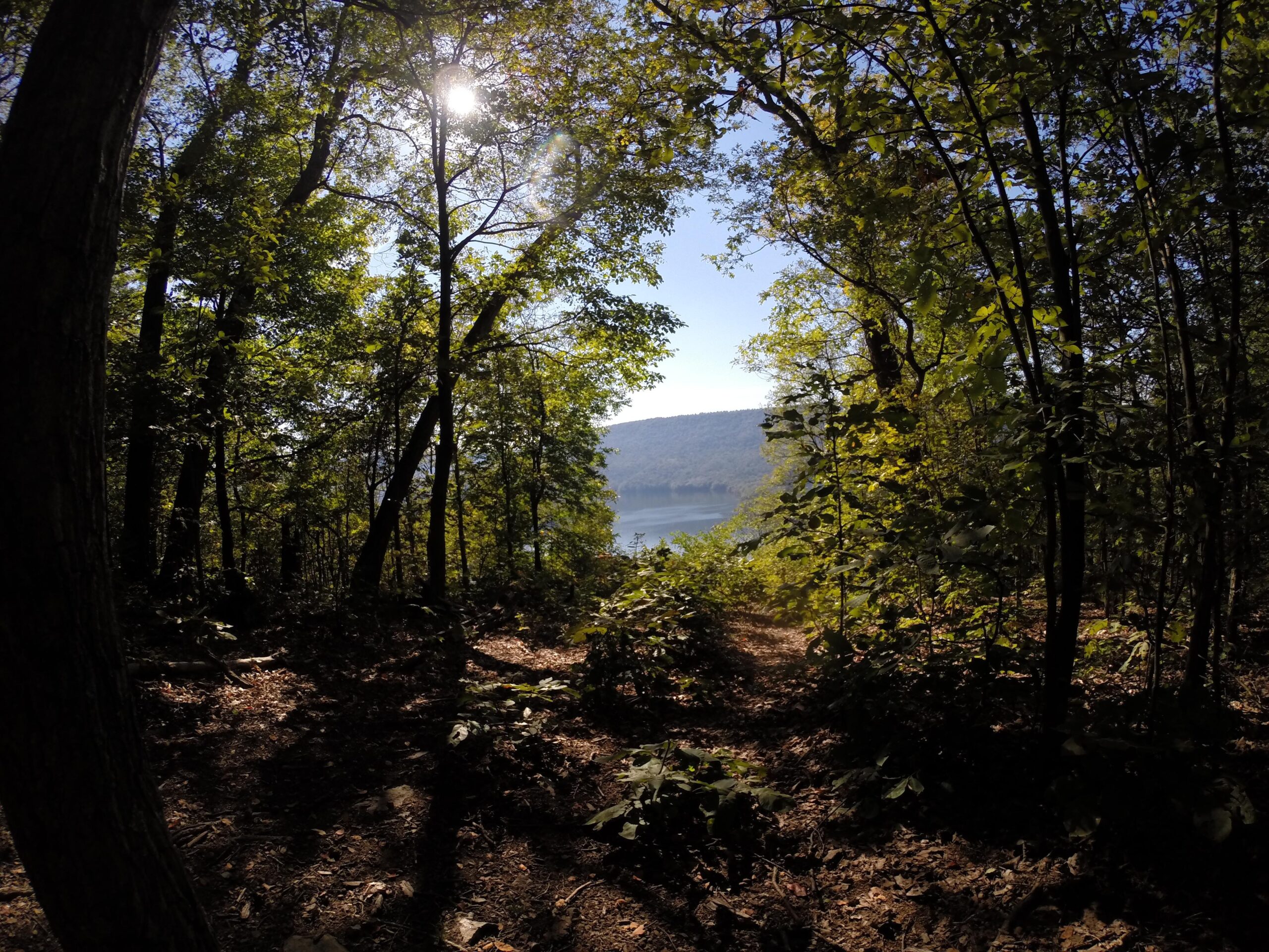 A sunlit view through a dense forest, showcasing green foliage and a glimpse of a lake in the background, with mountains visible in the distance under a clear blue sky. Allegrippis Trails mountain bike trail.