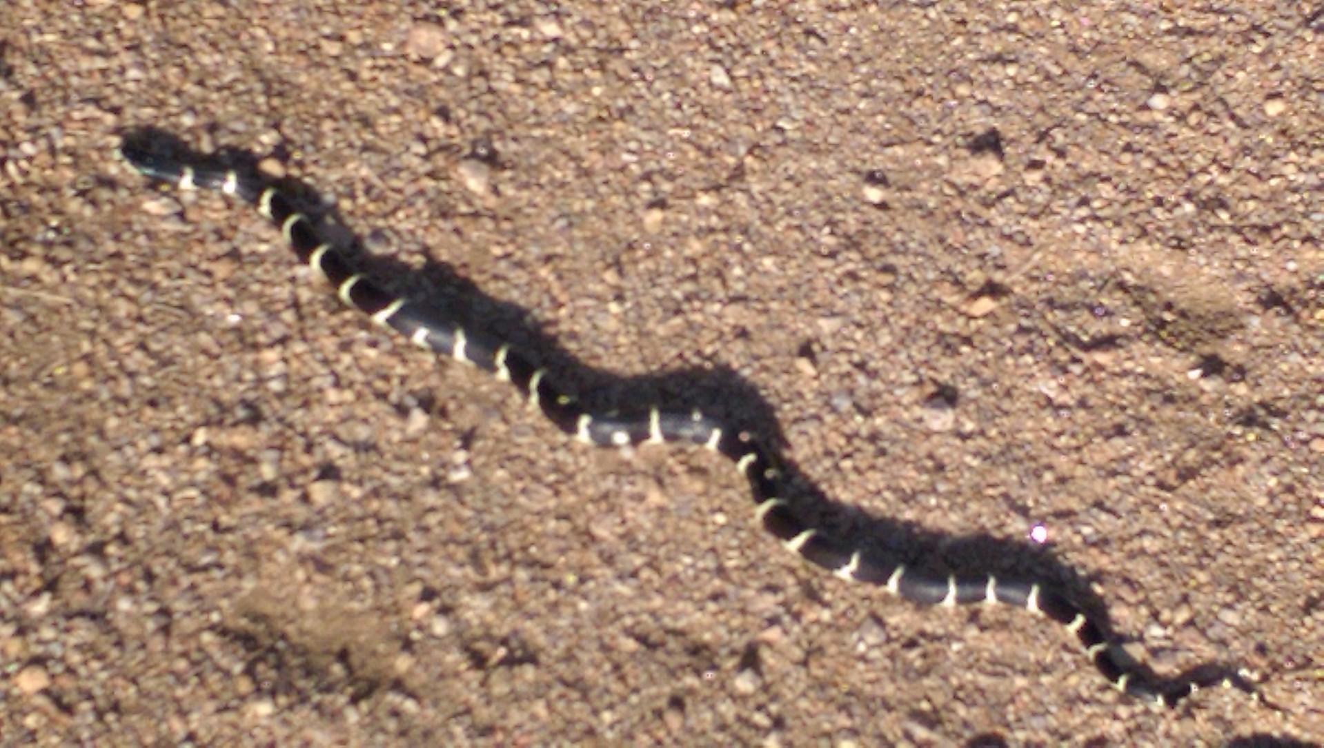 A black and yellow banded snake slithering across a sandy ground. The background consists of small pebbles and dirt, highlighting the snake's contrasting colors. Brown's Ranch to Granite Mountain mountain bike trail.