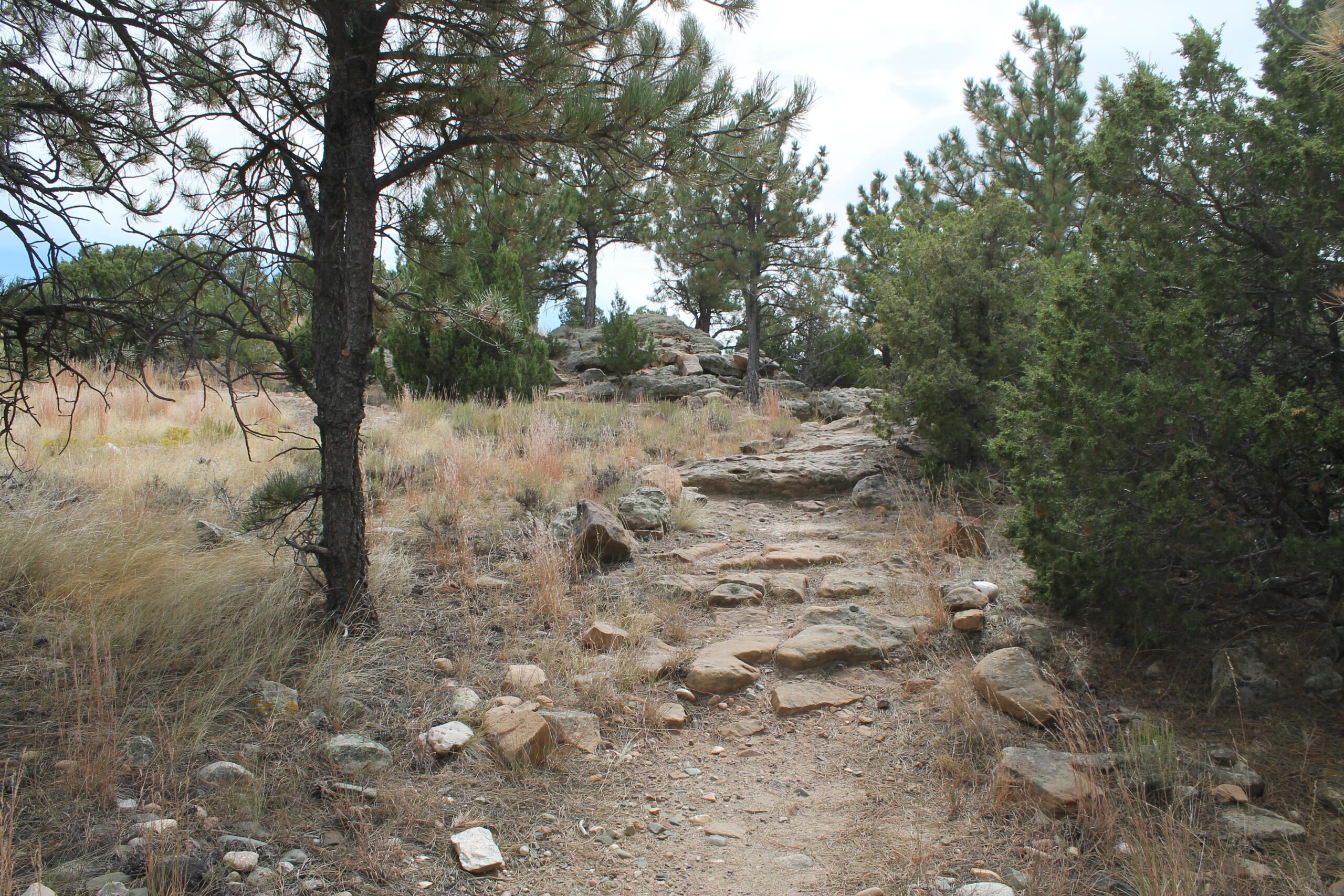 A dirt path winding through a rocky landscape with tall pine trees and shrubs, surrounded by dry grasses and scattered stones, under a cloudy sky. Glendo State Park mountain bike trail.