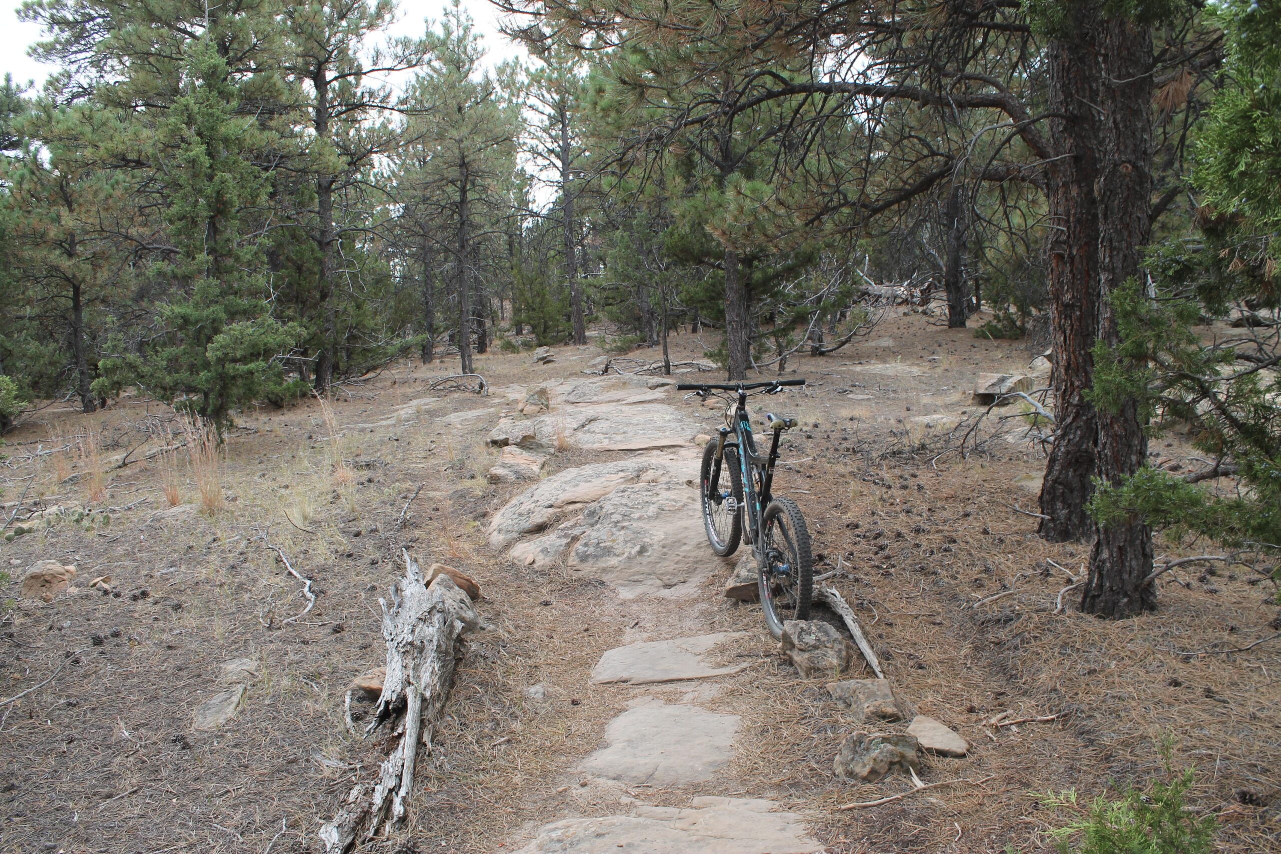 A mountain bike leaning against a rock along a dirt trail surrounded by tall trees and scattered pine needles. The path is lined with stones and passes through a natural forest setting. Glendo State Park mountain bike trail.