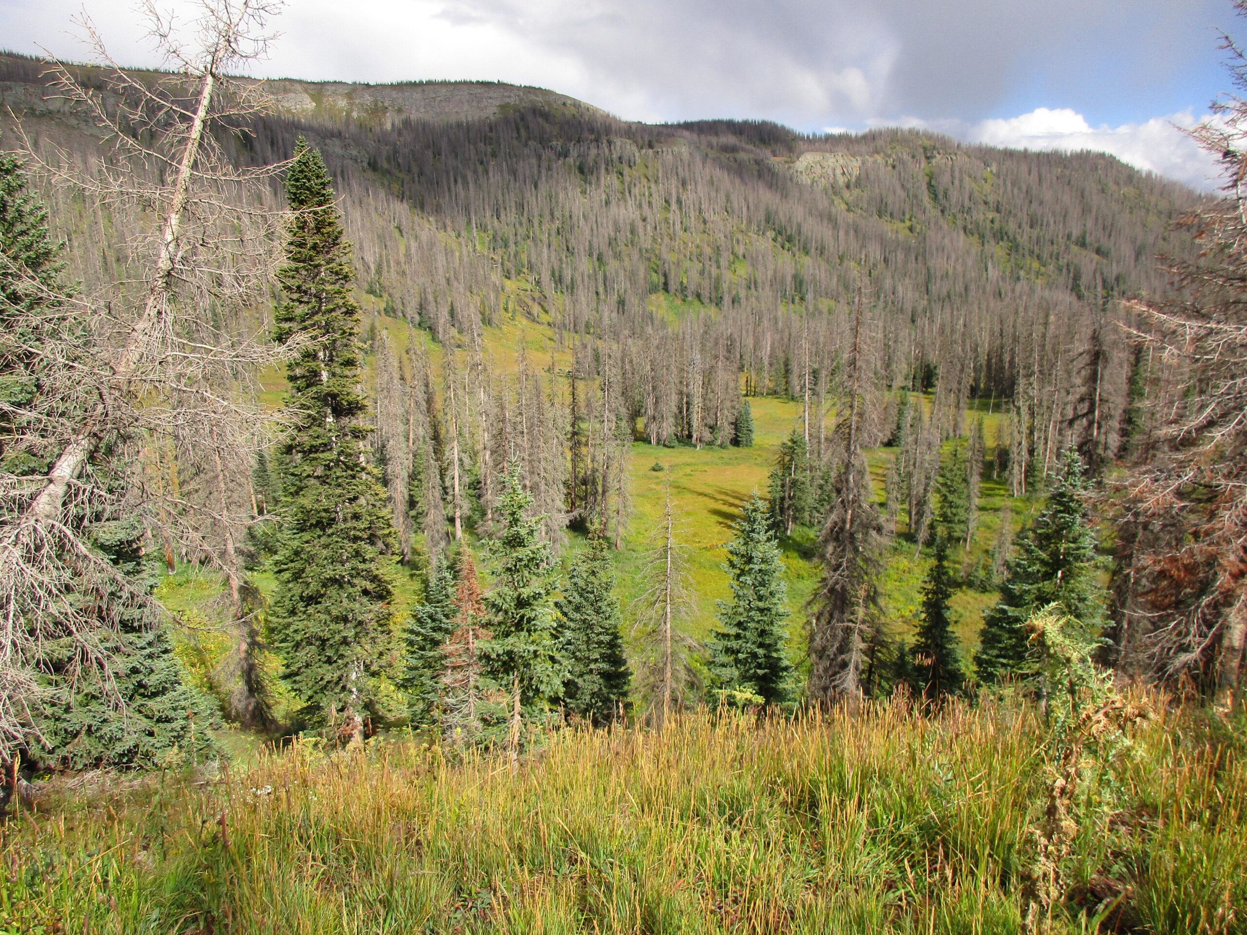 A scenic view of a lush green valley surrounded by a mix of evergreen and bare trees under a partly cloudy sky. The foreground features vibrant grass, while the background showcases rolling hills and a contrast between healthy and dead trees, indicating the effects of environmental change. Treasure Mountain Trail mountain bike trail.