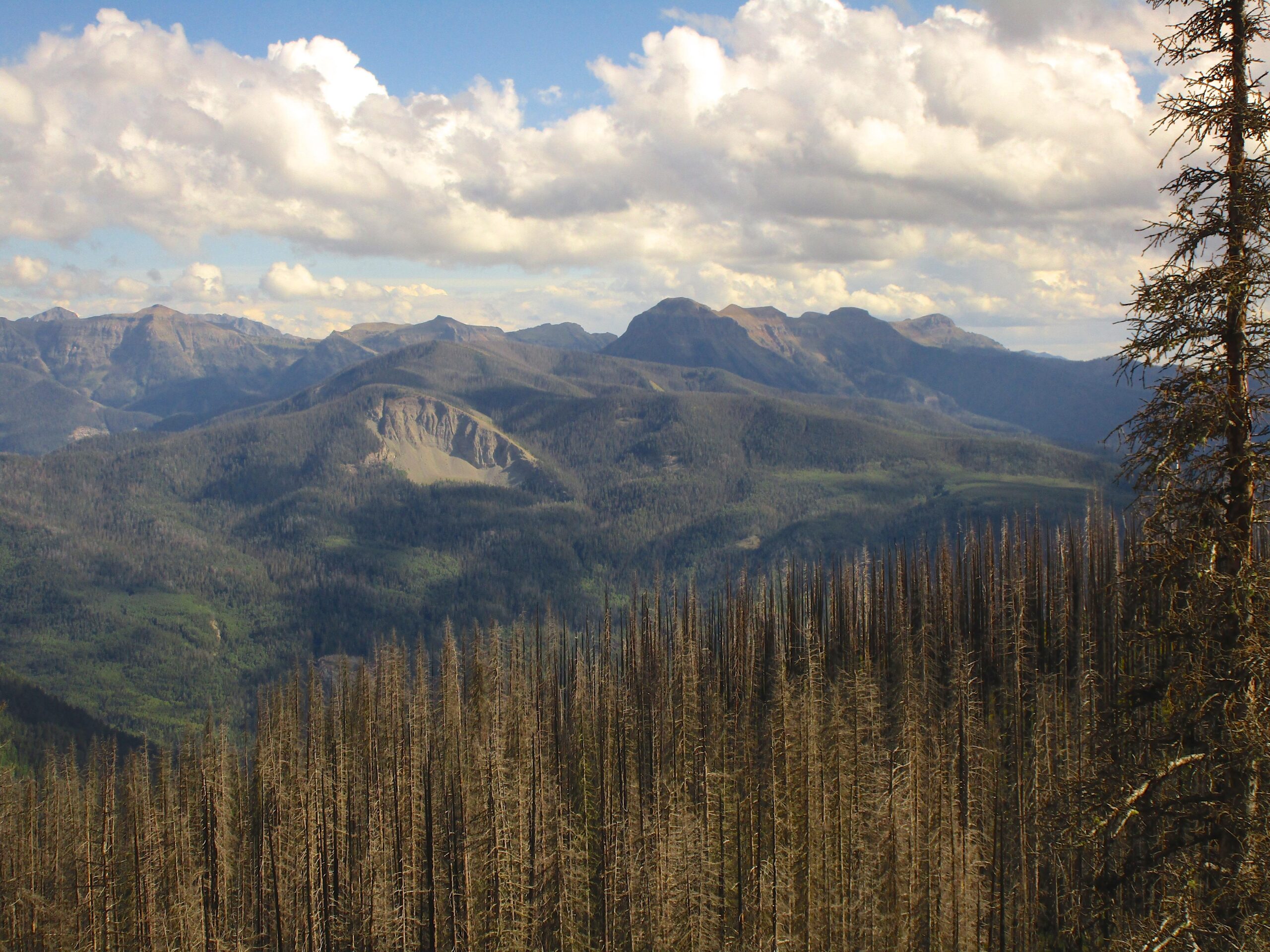 A panoramic view of a mountainous landscape featuring a mix of rugged peaks and valleys. In the foreground, a stand of dead trees is visible, contrasting with the lush greenery of the hills and valleys in the mid-ground. The sky is partly cloudy, adding depth to the scene. Treasure Mountain Trail mountain bike trail.