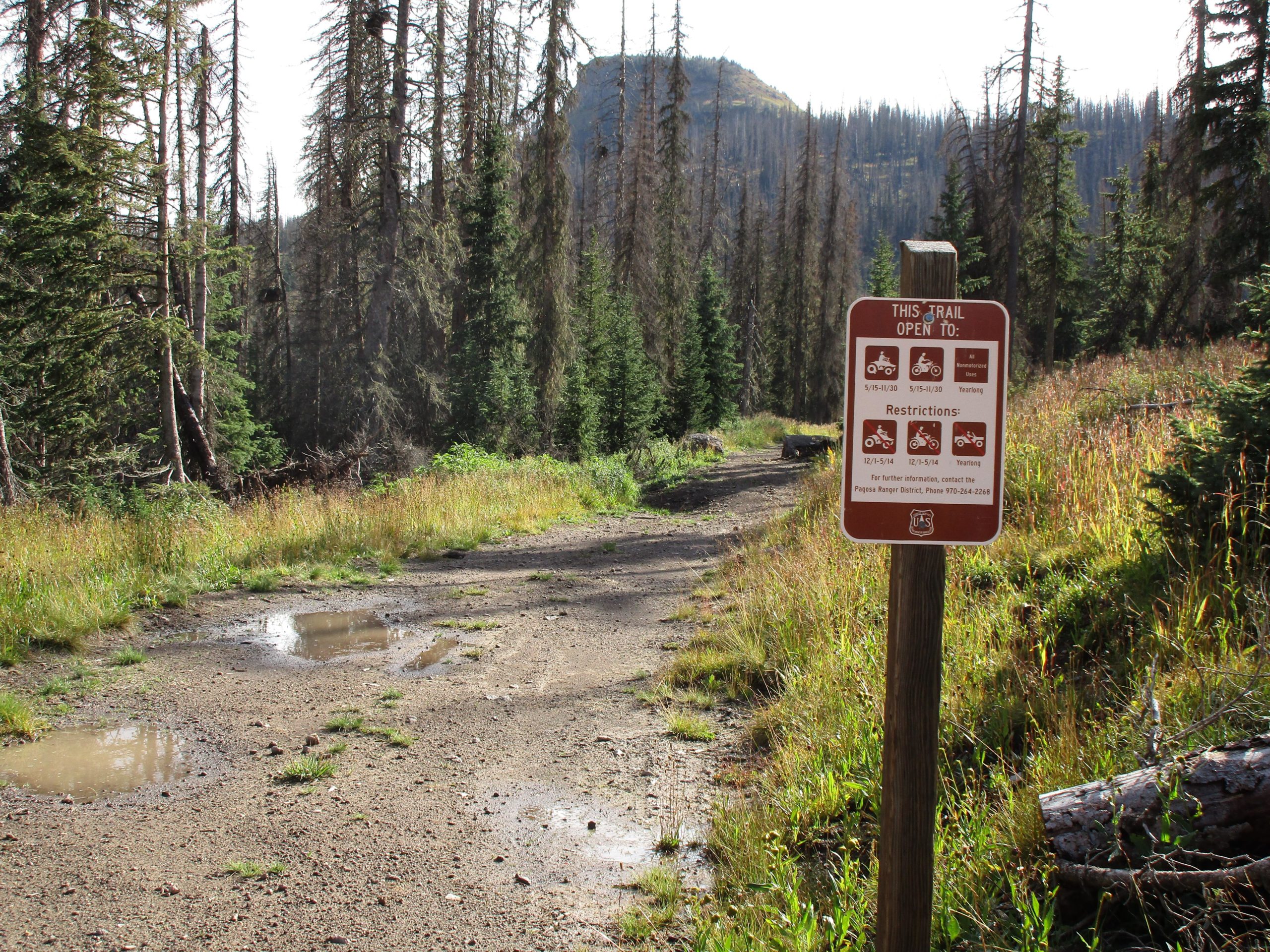 A dirt trail surrounded by coniferous trees and tall grass, featuring a sign that indicates trail access and usage restrictions for vehicles and recreational activities. Puddles of water are visible on the trail surface, suggesting recent rain. Treasure Mountain Trail mountain bike trail.