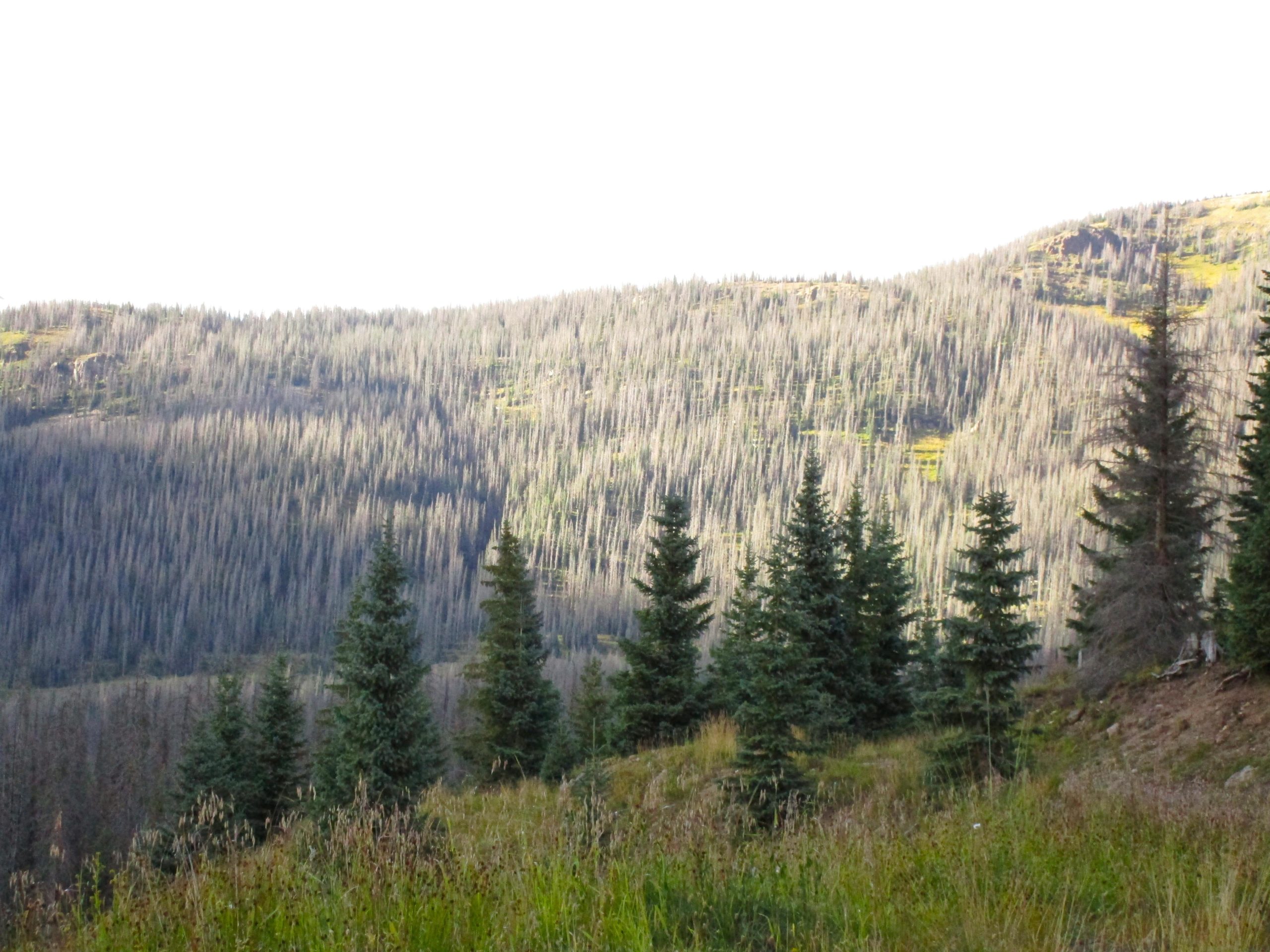 A scenic view of a mountainous landscape with dense evergreen trees in the foreground, transitioning to a hillside covered in thin, tall trees. The upper section of the hill is illuminated by soft sunlight, while the sky above is light and clear. The scene conveys a serene natural environment with a mix of greenery and the effects of forest growth. Treasure Mountain Trail mountain bike trail.