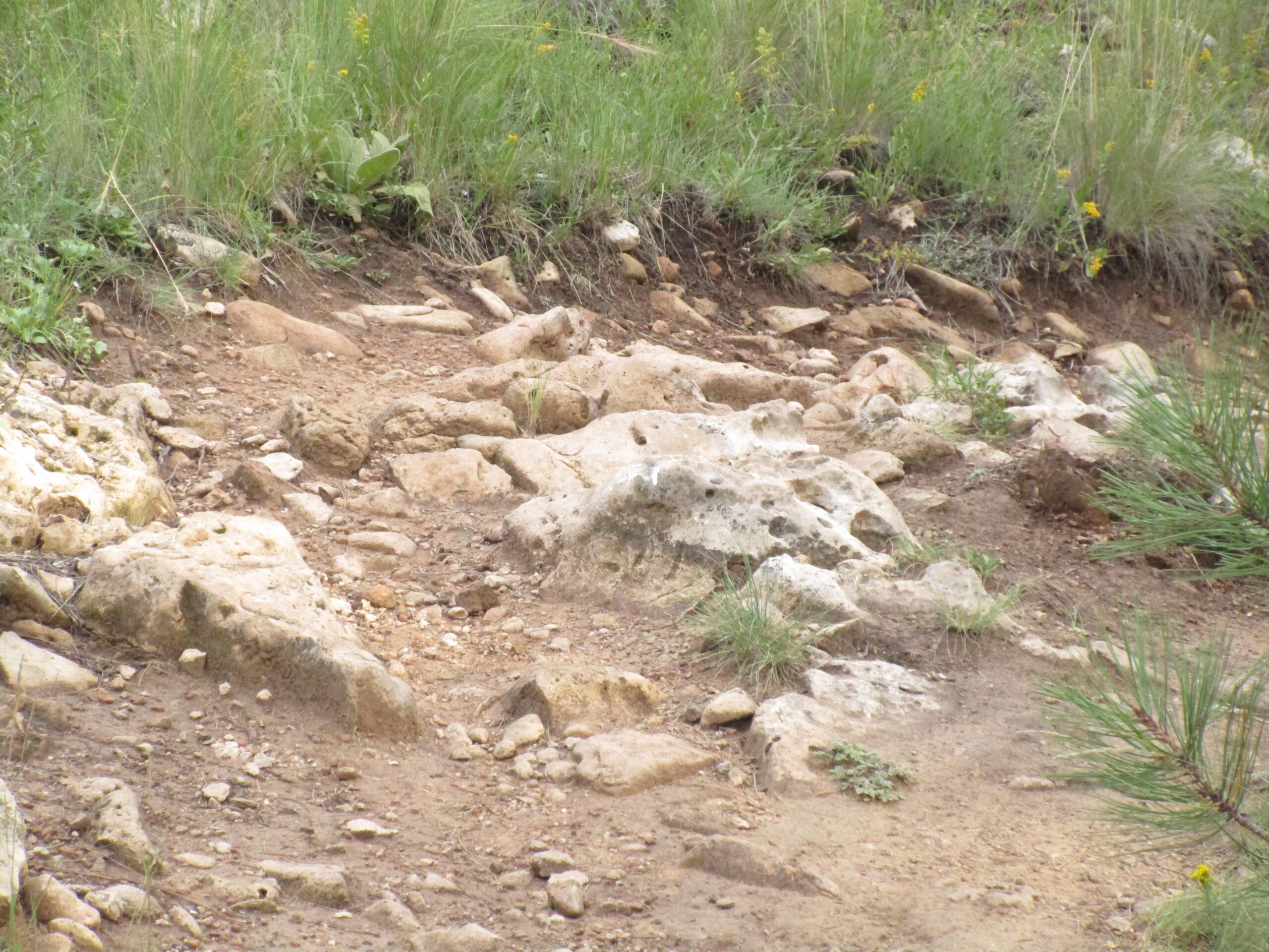 A natural landscape featuring a rocky terrain with scattered stones and patches of grass. Small green plants and yellow wildflowers are visible among the rocks, surrounded by tufts of grass and foliage in the background. Flagstaff Loop Trail mountain bike trail.