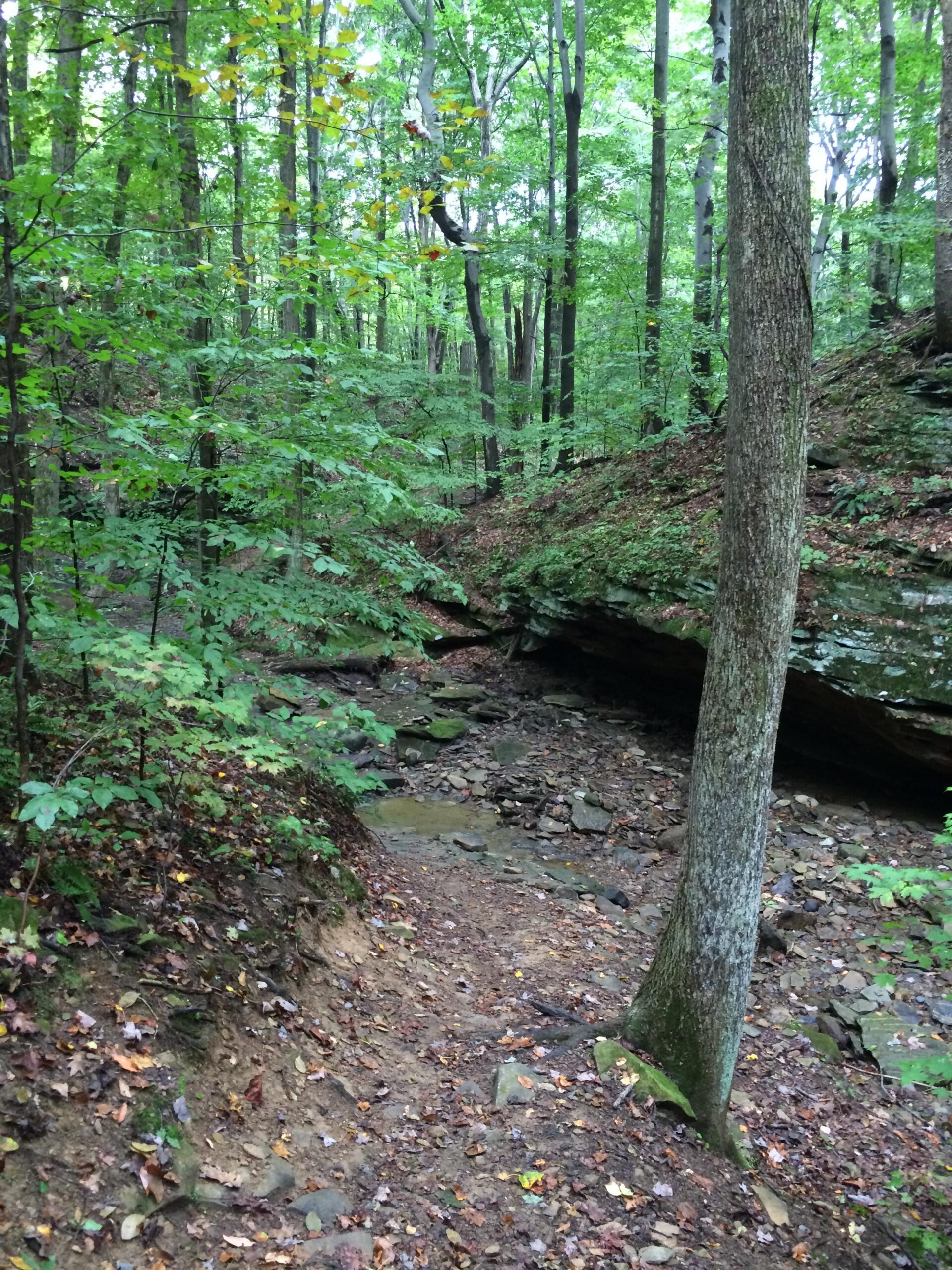 A serene forest scene featuring a narrow, winding path through lush green trees. The ground is covered with fallen leaves and small stones, leading to a rocky area with a small creek running through it. The overall atmosphere is peaceful and inviting, highlighting the beauty of nature. West Branch mountain bike trail.
