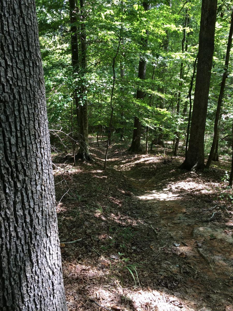 A narrow dirt path winding through a lush green forest, surrounded by tall trees and dappled sunlight filtering through the leaves. The foreground features the textured bark of a tree on the left, while the path leads deeper into the woods, with scattered leaves and underbrush along the ground. Bonita Lakes mountain bike trail.