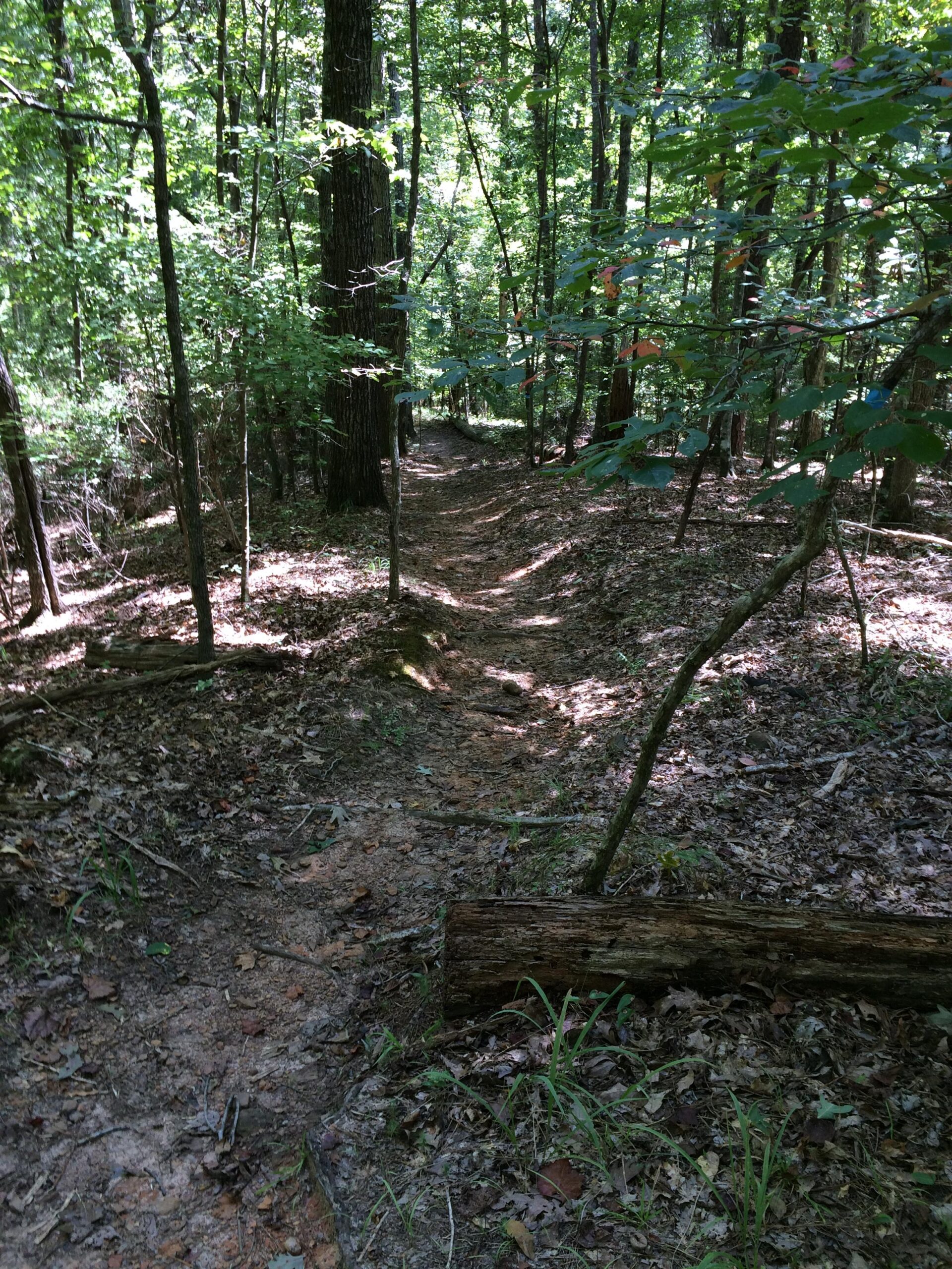 A narrow dirt path winding through a lush green forest, surrounded by tall trees and sunlight filtering through the leaves. Fallen branches and scattered leaves cover the ground, creating a natural setting for hiking or walking. Bonita Lakes mountain bike trail.