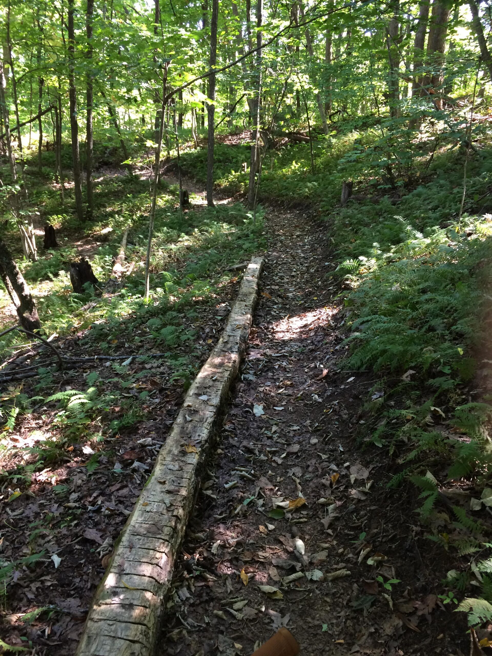A narrow dirt path weaving through a lush, green forest, lined with ferns and fallen leaves. A long, weathered log runs alongside the trail, with sunlight filtering through the treetops above, creating a serene and natural atmosphere. Sugar Maple Trail mountain bike trail.