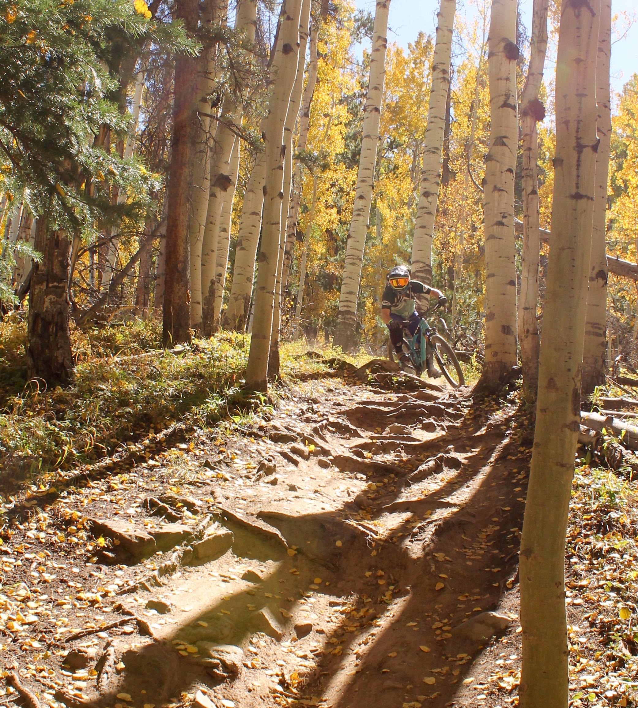 A mountain biker navigating a rocky trail surrounded by tall aspen trees displaying vibrant autumn foliage. The sunlight filters through the trees, highlighting the biker's focused expression and the challenging terrain. Vail Mountain Bike Park mountain bike trail.