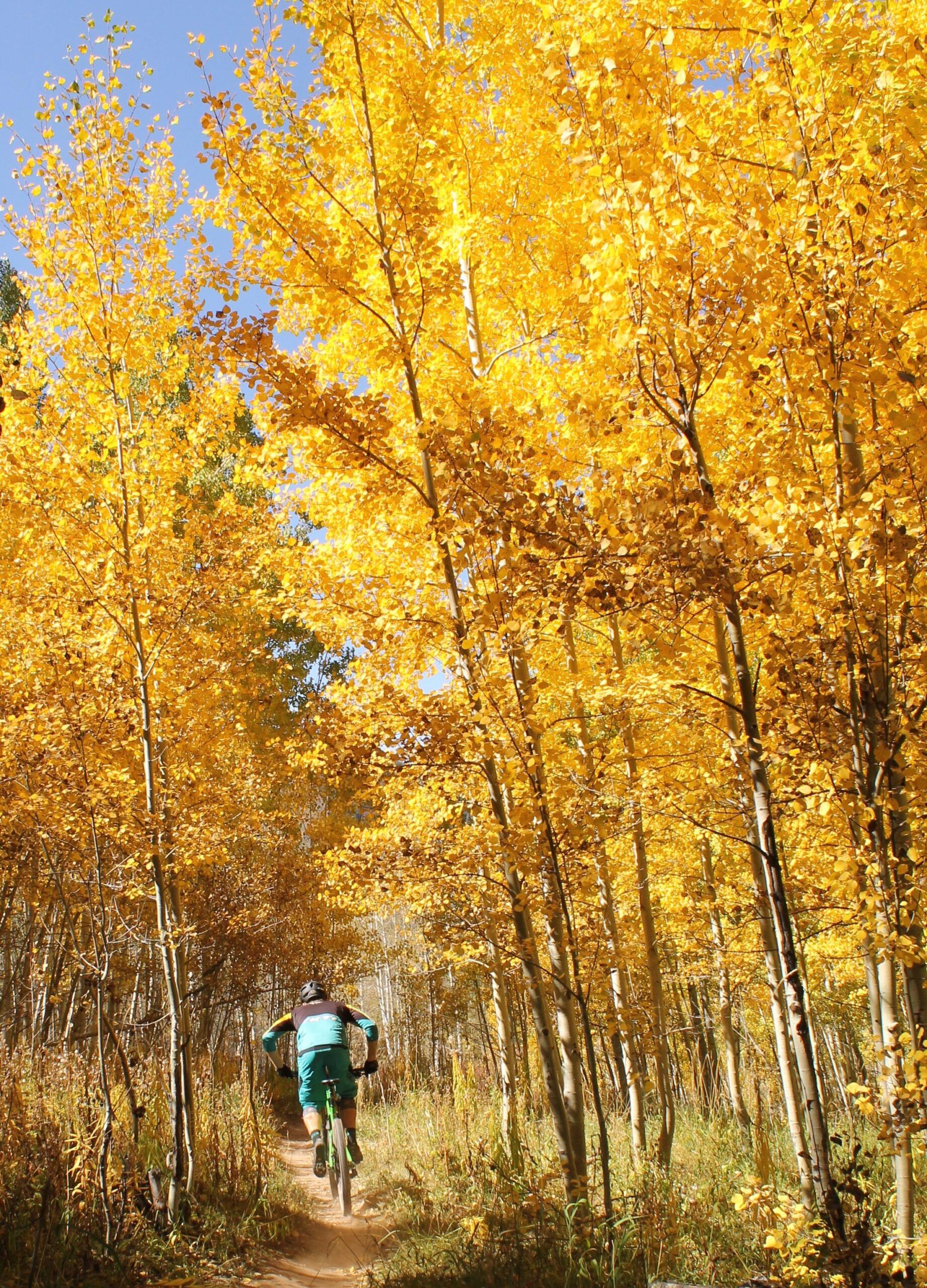 A cyclist rides along a dirt path surrounded by vibrant yellow aspen trees under a clear blue sky. The scene captures the beauty of autumn foliage in a wooded area. Vail Mountain Bike Park mountain bike trail.