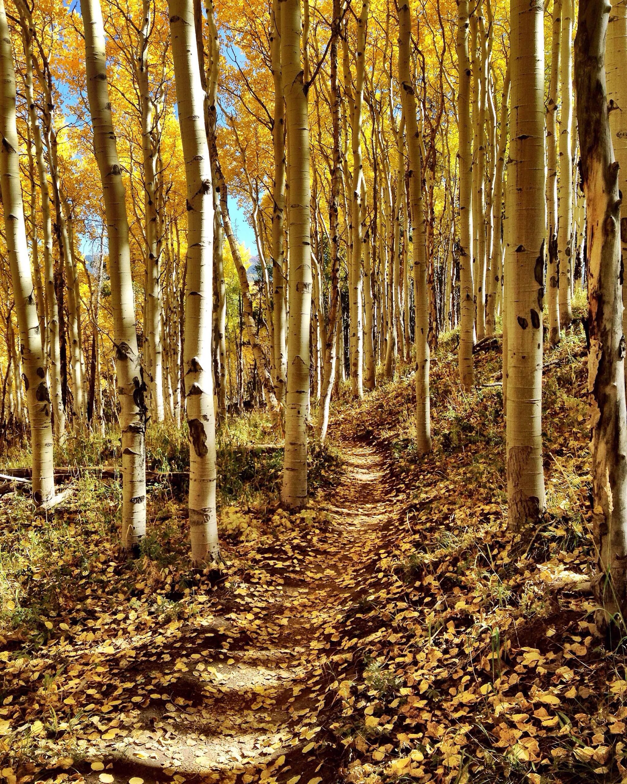 A winding dirt path through a forest of tall, white-trunked aspen trees adorned with vibrant yellow leaves, with a carpet of fallen yellow leaves covering the ground. Bright blue sky visible among the branches, creating a picturesque autumn scene. Vail Mountain Bike Park mountain bike trail.