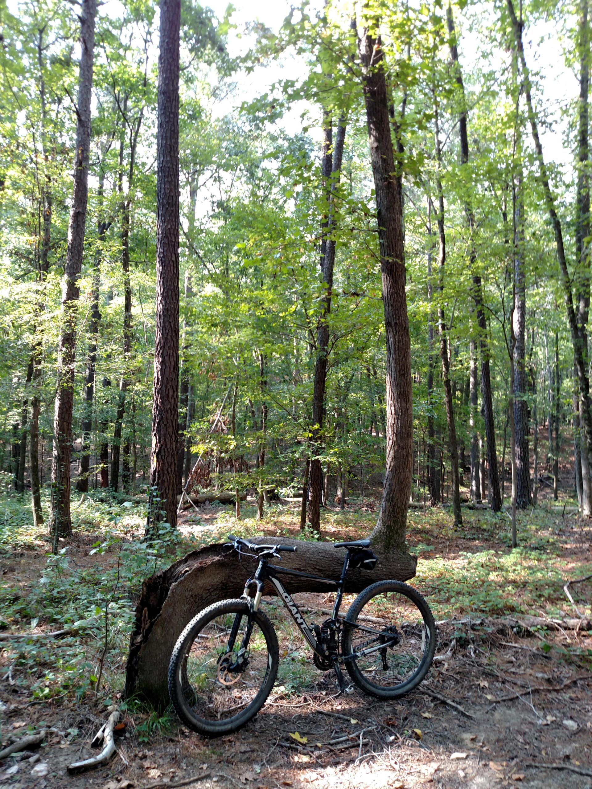 A mountain bike resting against a fallen log in a green forest with tall trees, sunlight filtering through the leaves, and a natural, wooded background. Lake Crabtree County Park mountain bike trail.