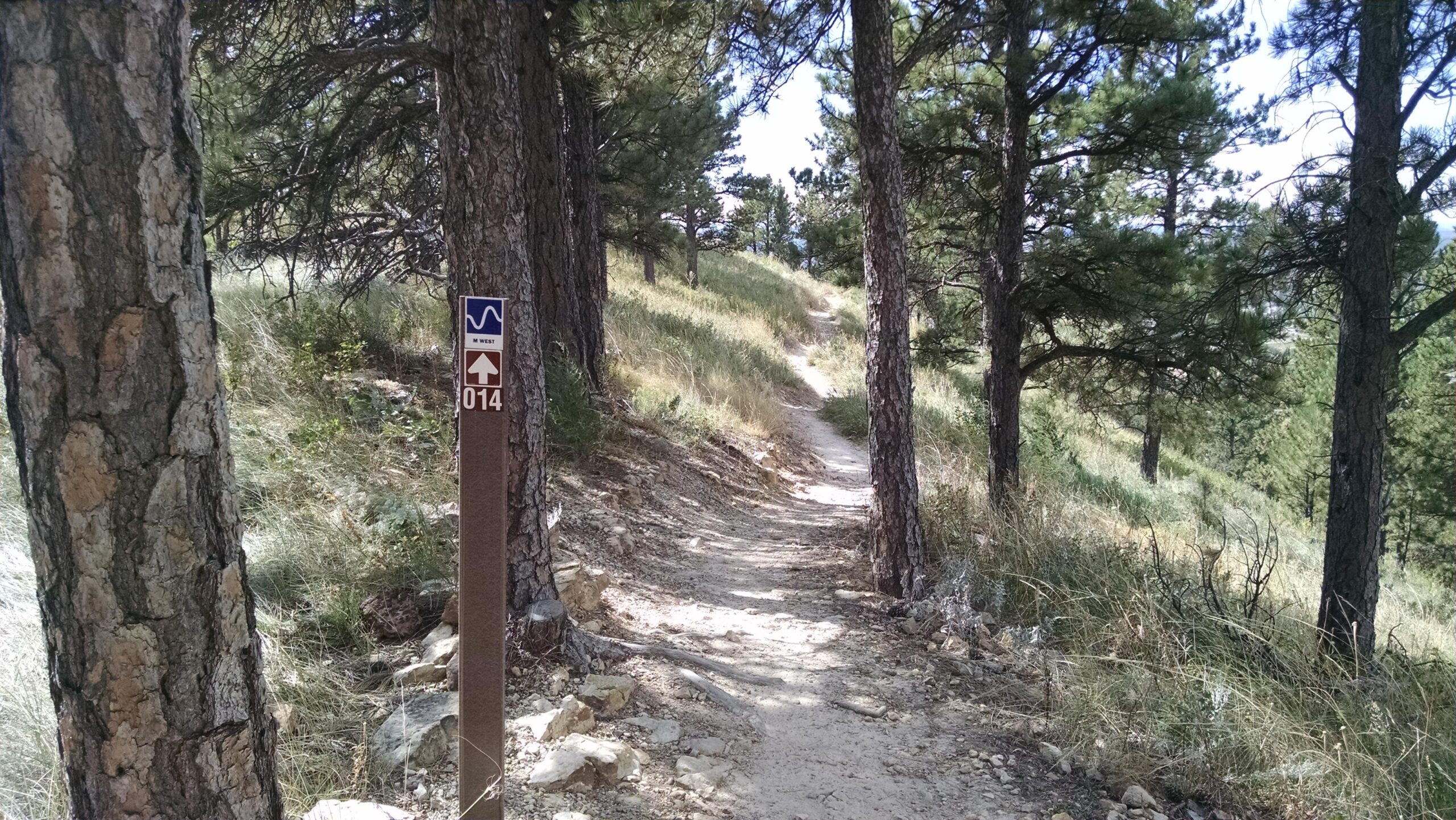 A winding dirt trail surrounded by tall pine trees, with a trail marker indicating "014" and a directional arrow pointing west. The path is lined with grass and rocks, leading into a lush, natural landscape. HLMP mountain bike trail.