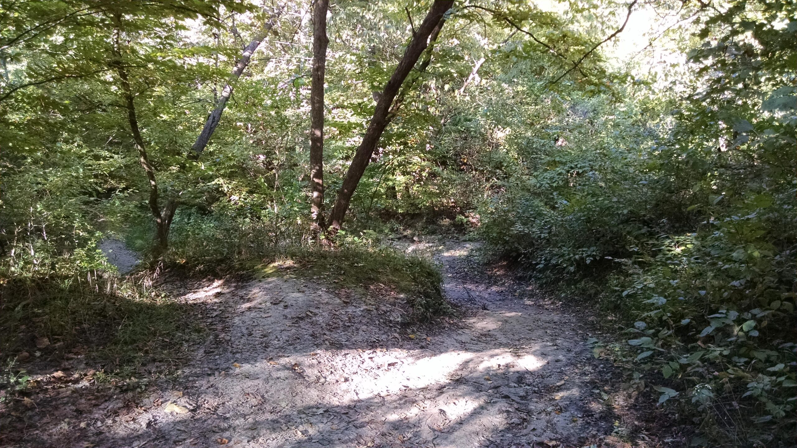 A serene forest scene featuring a winding dirt path surrounded by lush green foliage and trees. The sunlight filters through the leaves, creating a tranquil atmosphere. The path splits into two directions, inviting exploration into the woodland. Platte River mountain bike trail.