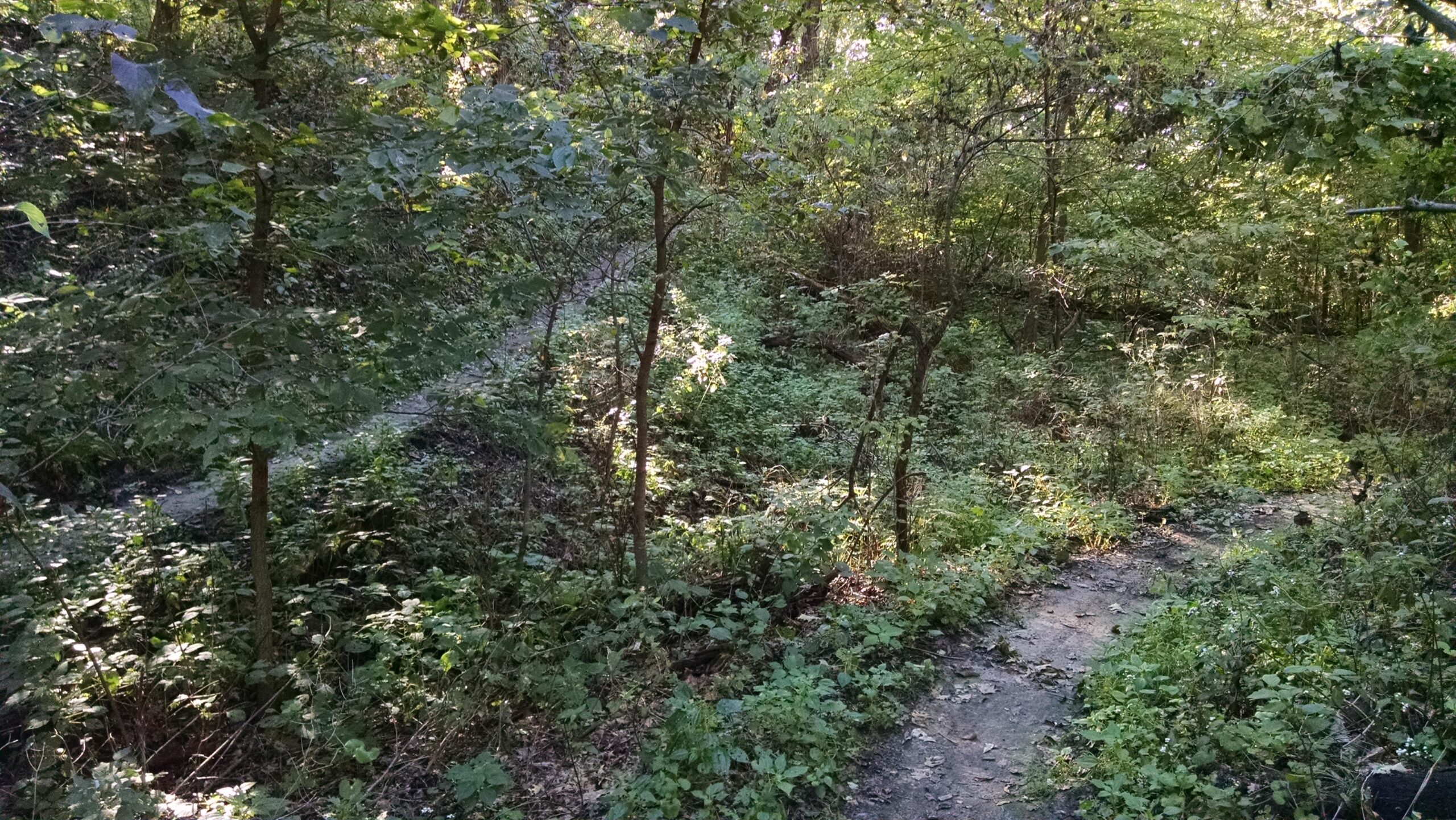 A tranquil forest scene featuring a winding dirt trail surrounded by lush greenery. Sunlight filters through the trees, casting dappled light on the path and the underbrush. The area is characterized by dense foliage, including small plants and bushes, creating a serene and inviting atmosphere for nature walks. Platte River mountain bike trail.