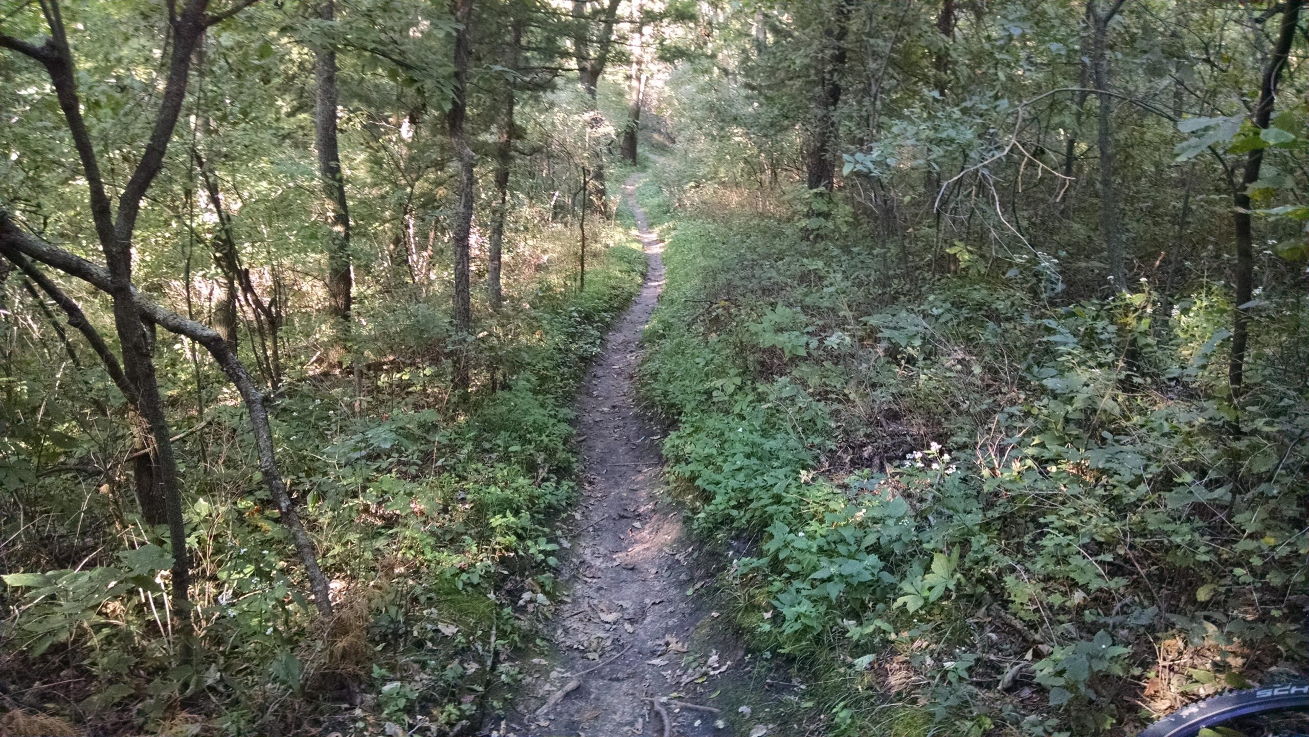 A narrow dirt path winds through a lush, green forest filled with trees and undergrowth. Sunlight filters through the leaves, creating dappled light on the trail. The surroundings are vibrant with foliage, indicating a peaceful and natural setting. Platte River mountain bike trail.