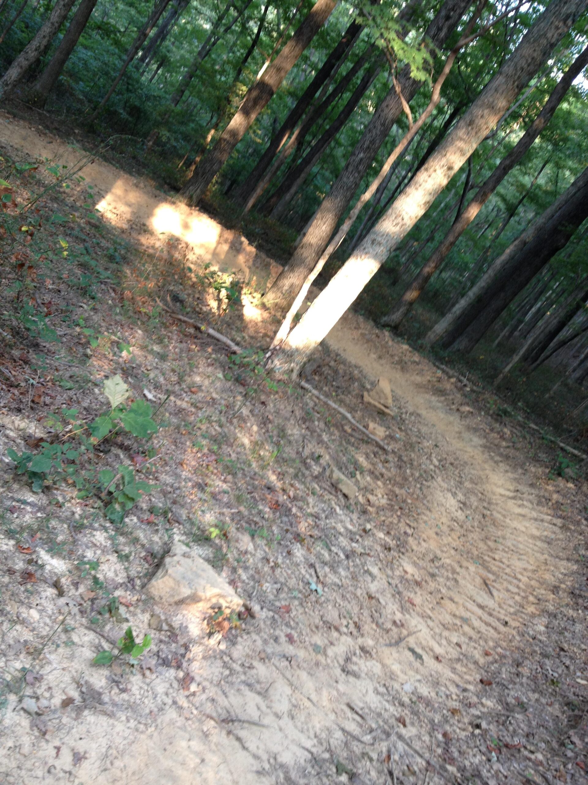 A winding dirt trail surrounded by tall trees in a lush forest, with patches of sunlight filtering through the leaves. The trail is slightly sandy and shows signs of use, with some rocks and vegetation along the edges. O'bannon Woods mountain bike trail.