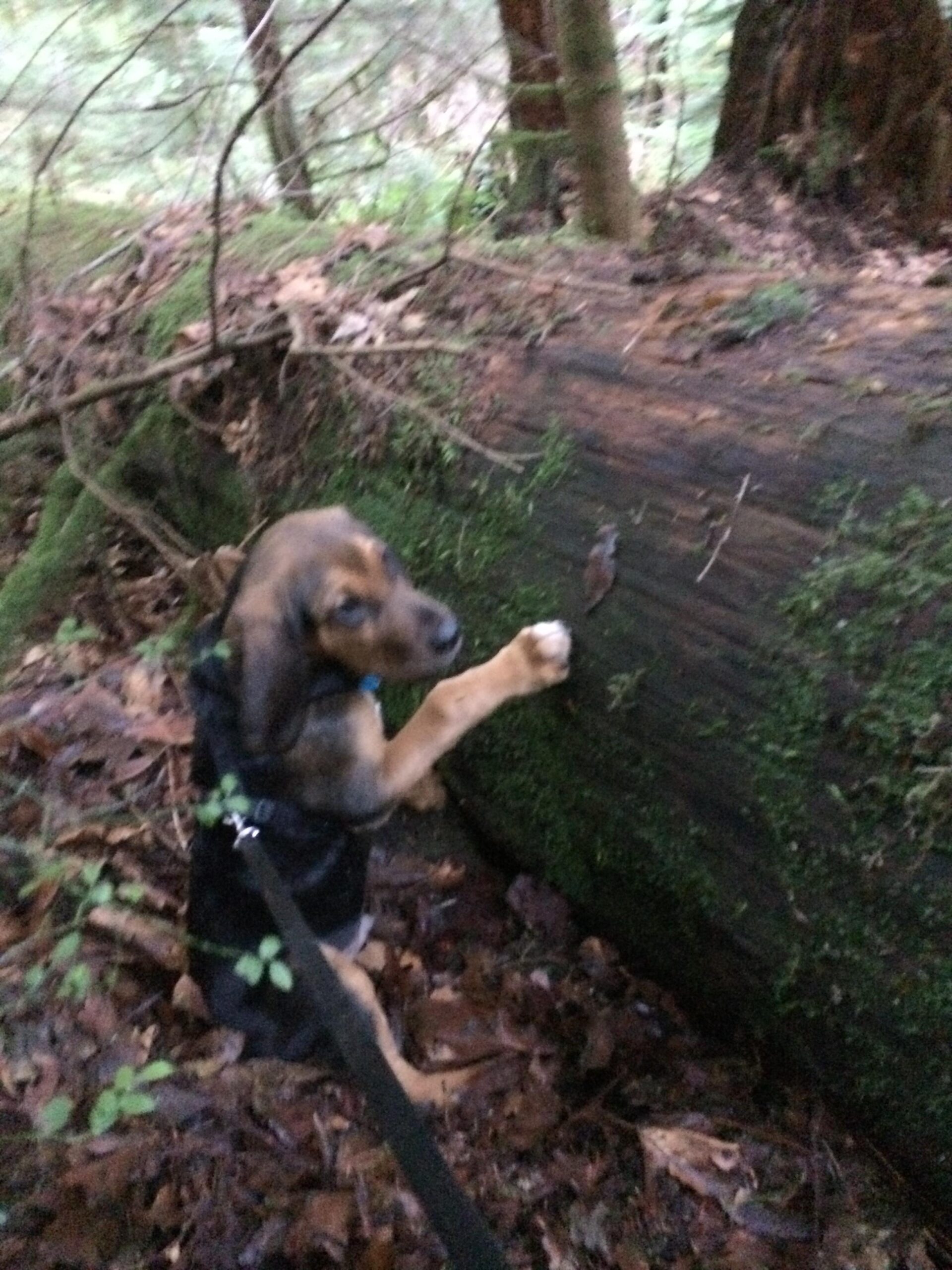 A small dog with brown and black fur is exploring a forested area. It is sitting on its hind legs with one paw resting on a large, moss-covered log. The ground is covered with fallen leaves, and the background features dense greenery, creating a natural, wooded environment. North-Ridge mountain bike trail.
