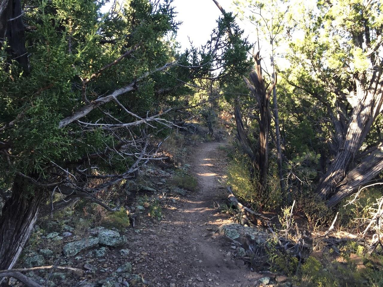 A dirt path winding through a dense area of greenery, featuring trees and shrubs on either side. The sunlight filters through the leaves, creating a warm and inviting atmosphere in a natural setting. Oil Well Flats mountain bike trail.
