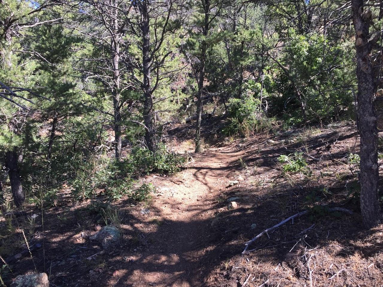 A winding dirt path through a forested area, surrounded by tall trees and green bushes, with dappled sunlight filtering through the leaves. Oil Well Flats mountain bike trail.
