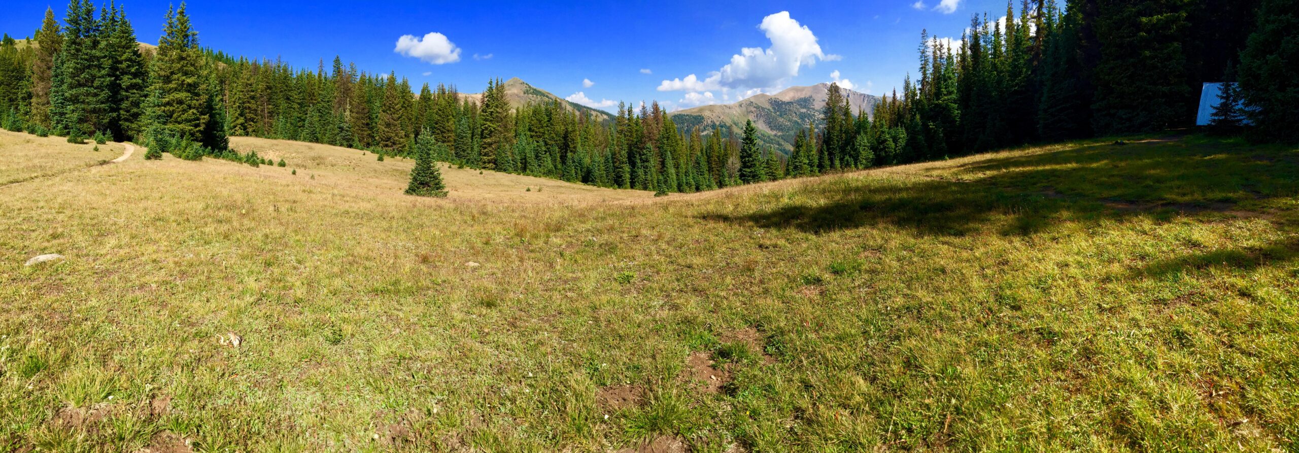 A panoramic view of a grassy meadow surrounded by tall pine trees under a clear blue sky with fluffy clouds. The distant mountains are visible in the background, adding to the serene natural landscape. Monarch Crest Trail mountain bike trail.