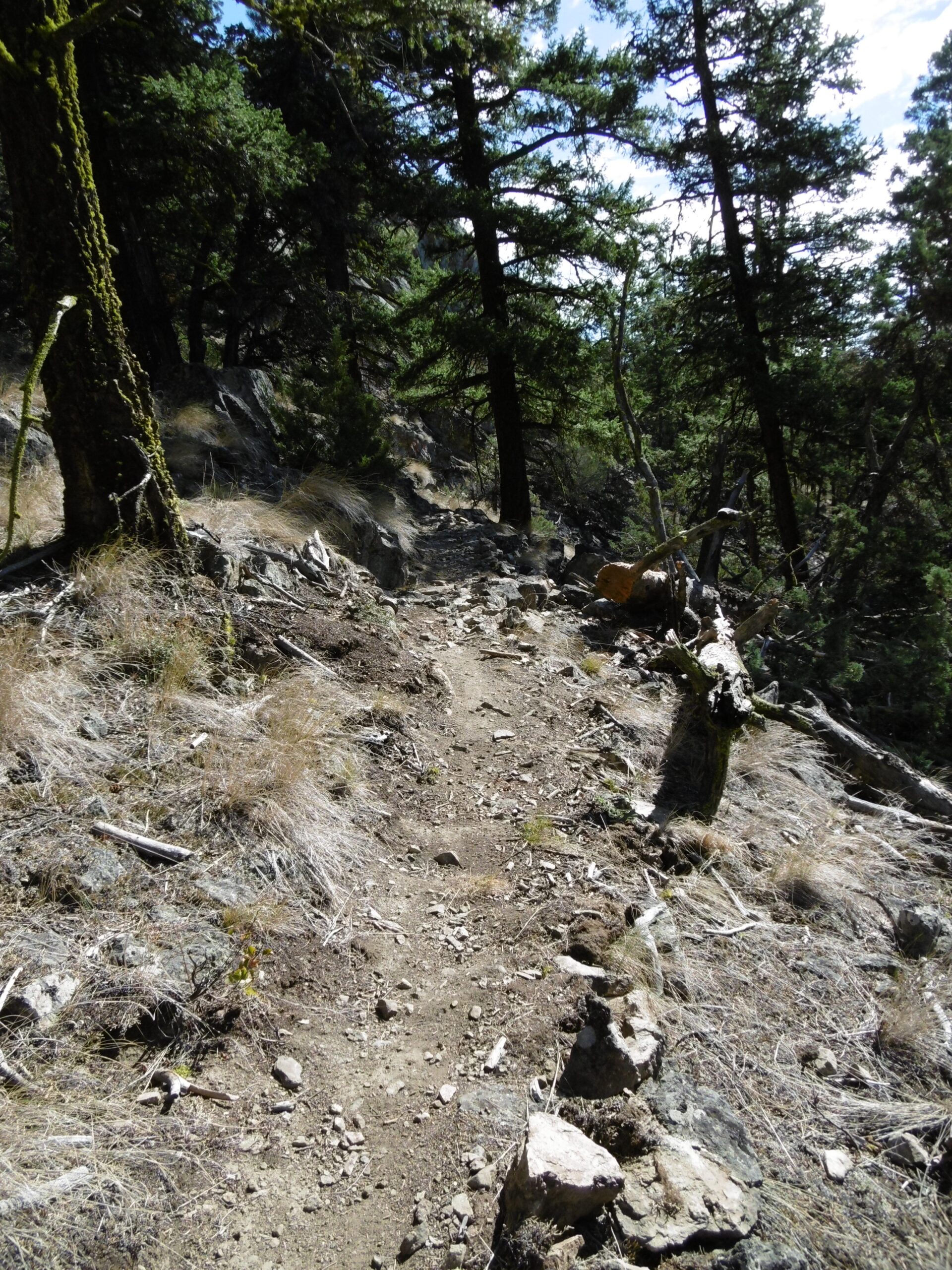 A narrow dirt hiking path winding through a forested area, surrounded by tall pine trees and rocky terrain, with patches of dry grass and scattered stones along the trail. Sunlight filters through the branches, creating dappled light effects on the ground. Pineview mountain bike trail.