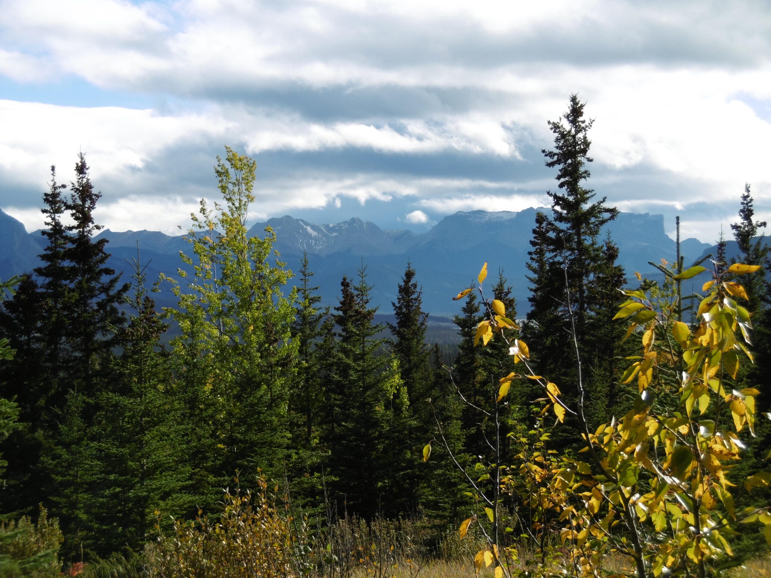 Grip and Rip Mountain Bike Trail in Hinton / Brule, Alberta