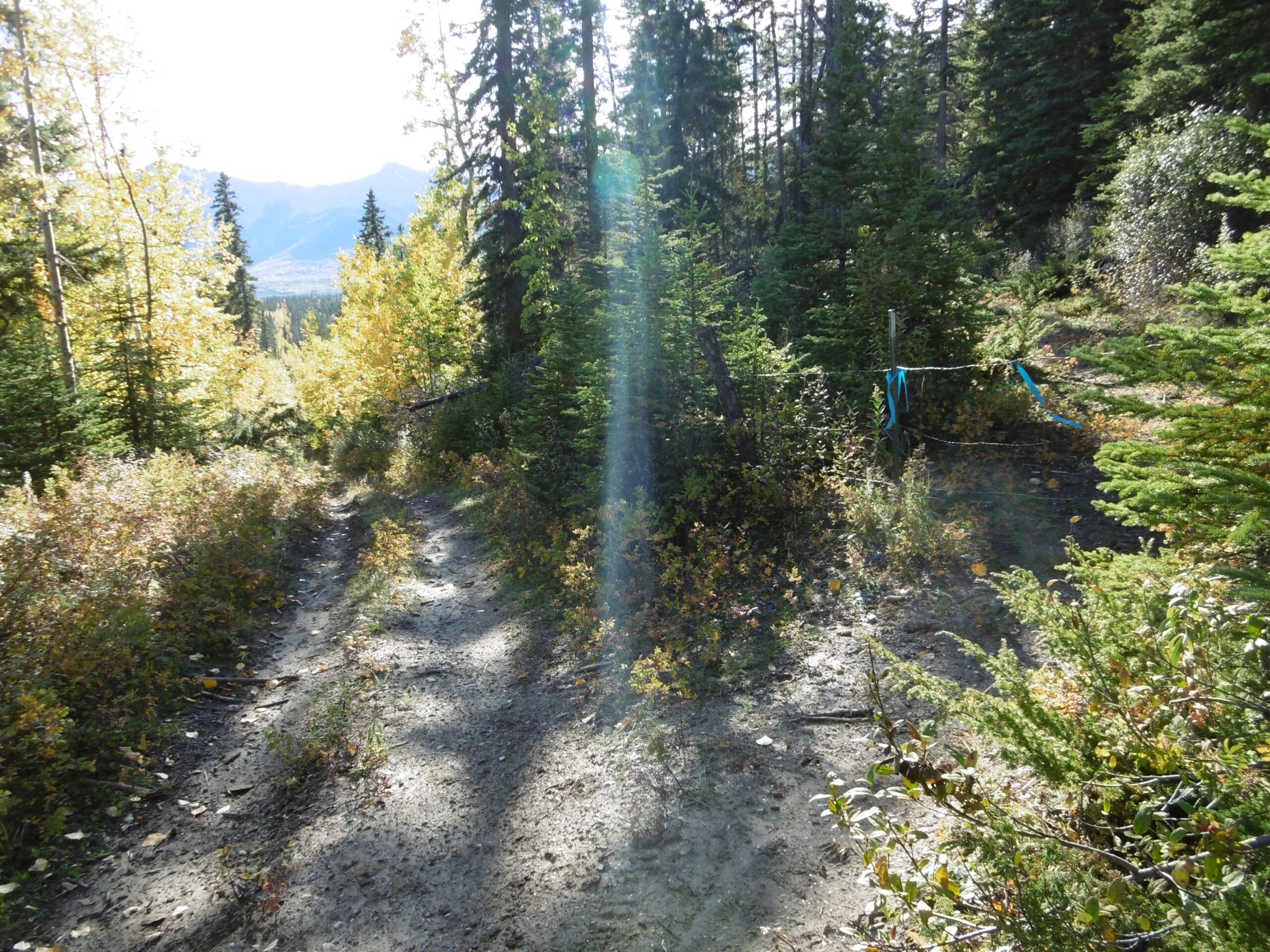 A sunlit dirt path winding through a forest of tall trees and vibrant autumn foliage, with patches of sunlight illuminating the scene. Blue ribbons are tied to a nearby tree, indicating a trail or boundary. In the background, mountains are visible under a clear blue sky. Grip and Rip mountain bike trail.