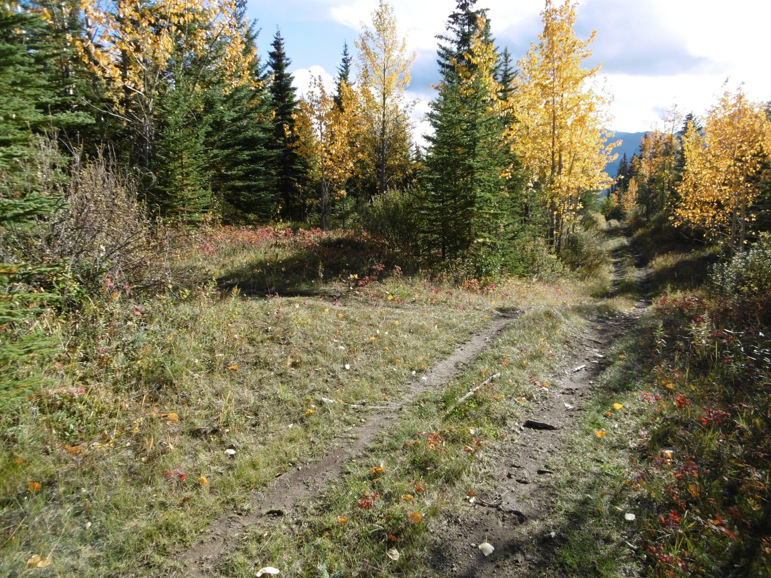 A dirt path winding through a forest of tall green pine trees and vibrant autumn foliage, with hints of yellow and red leaves scattered on the ground, under a blue sky with scattered clouds. Grip and Rip mountain bike trail.