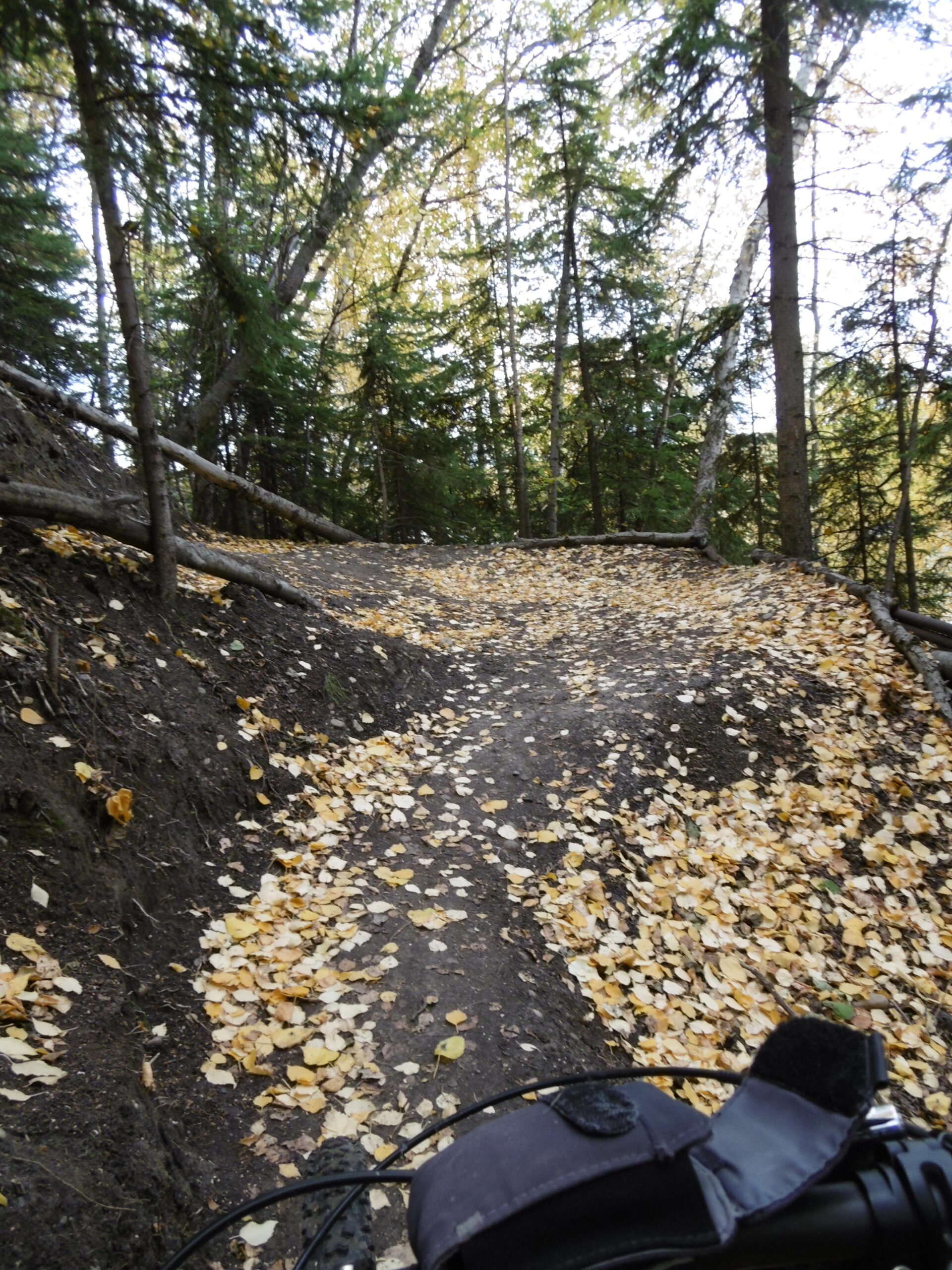 A narrow dirt path winding through a forest, covered with yellow and brown autumn leaves. Tall trees with green foliage and bare branches are visible on either side. The foreground includes part of a bicycle handlebar, suggesting a biking trail. The scene reflects a serene outdoor environment during the fall season. Strathcona Science Park mountain bike trail.