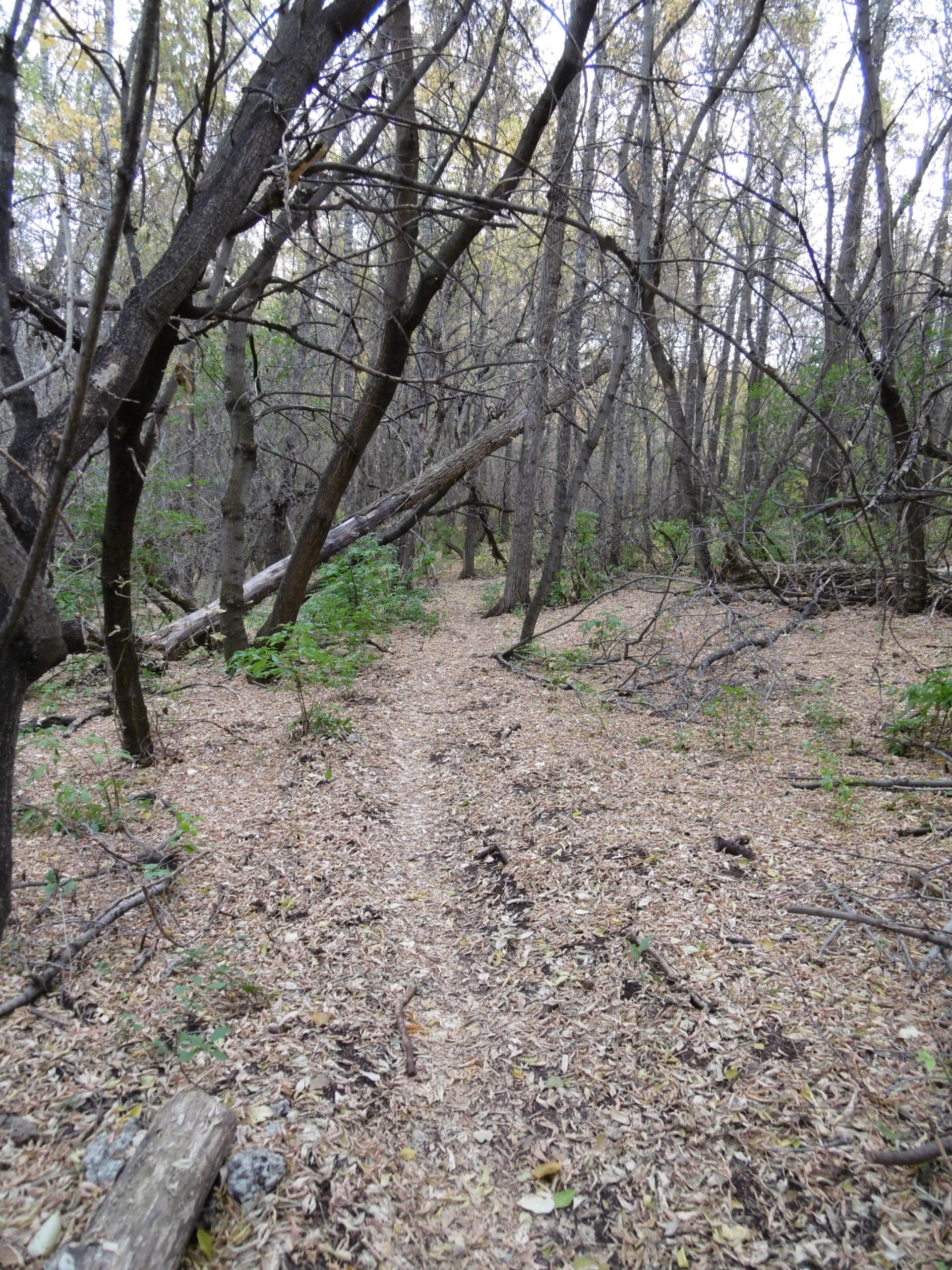 A narrow dirt path winding through a wooded area, surrounded by tall trees with bare branches and scattered leaves covering the ground. The scene conveys a serene and tranquil atmosphere in a natural forest setting. Strathcona Science Park mountain bike trail.