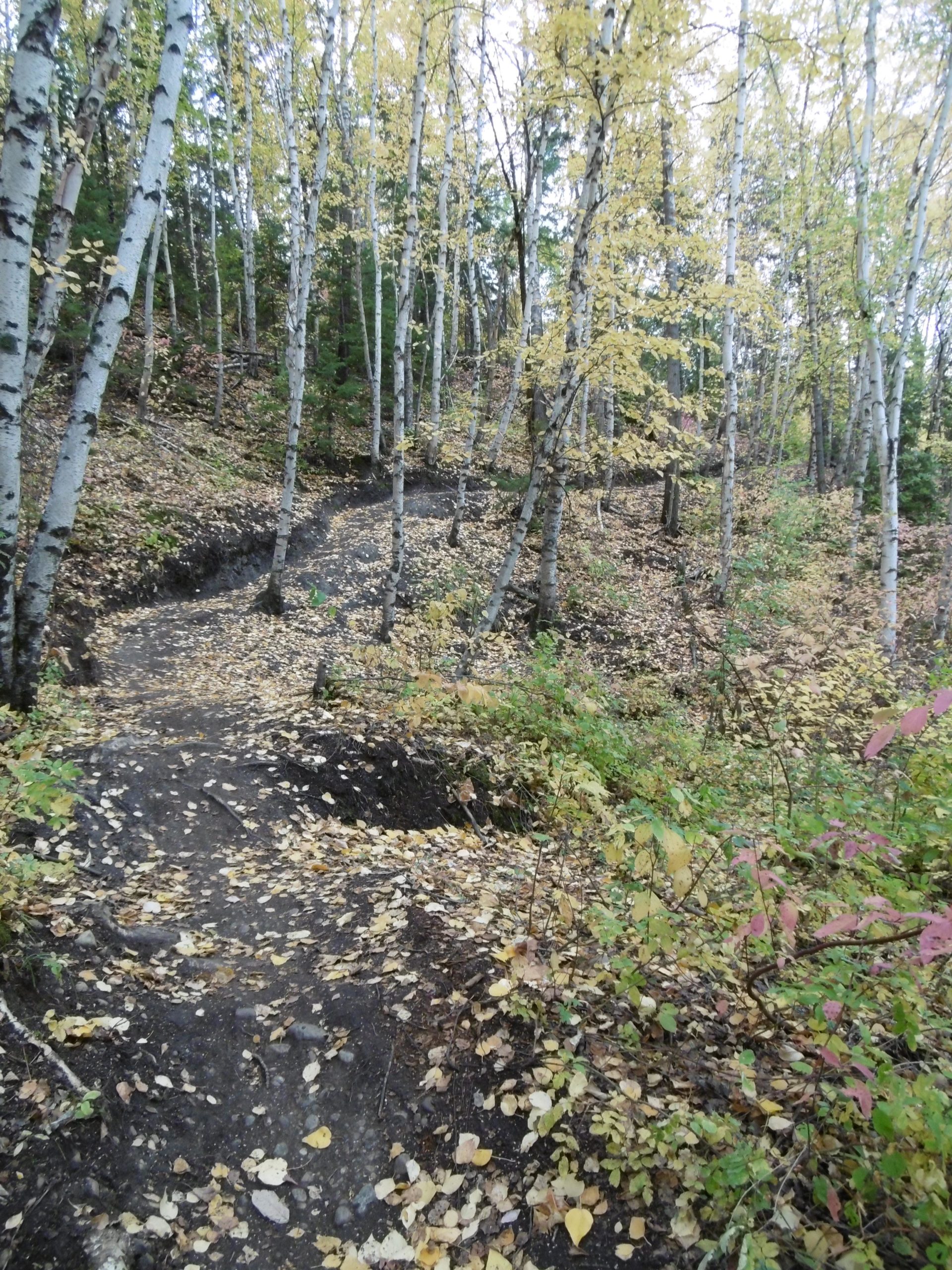 A winding dirt path through a forest of birch trees with yellow leaves, surrounded by scattered autumn foliage and lush greenery. The scene captures the essence of fall, showcasing the vibrant colors of the leaves on the ground and in the trees. Strathcona Science Park mountain bike trail.