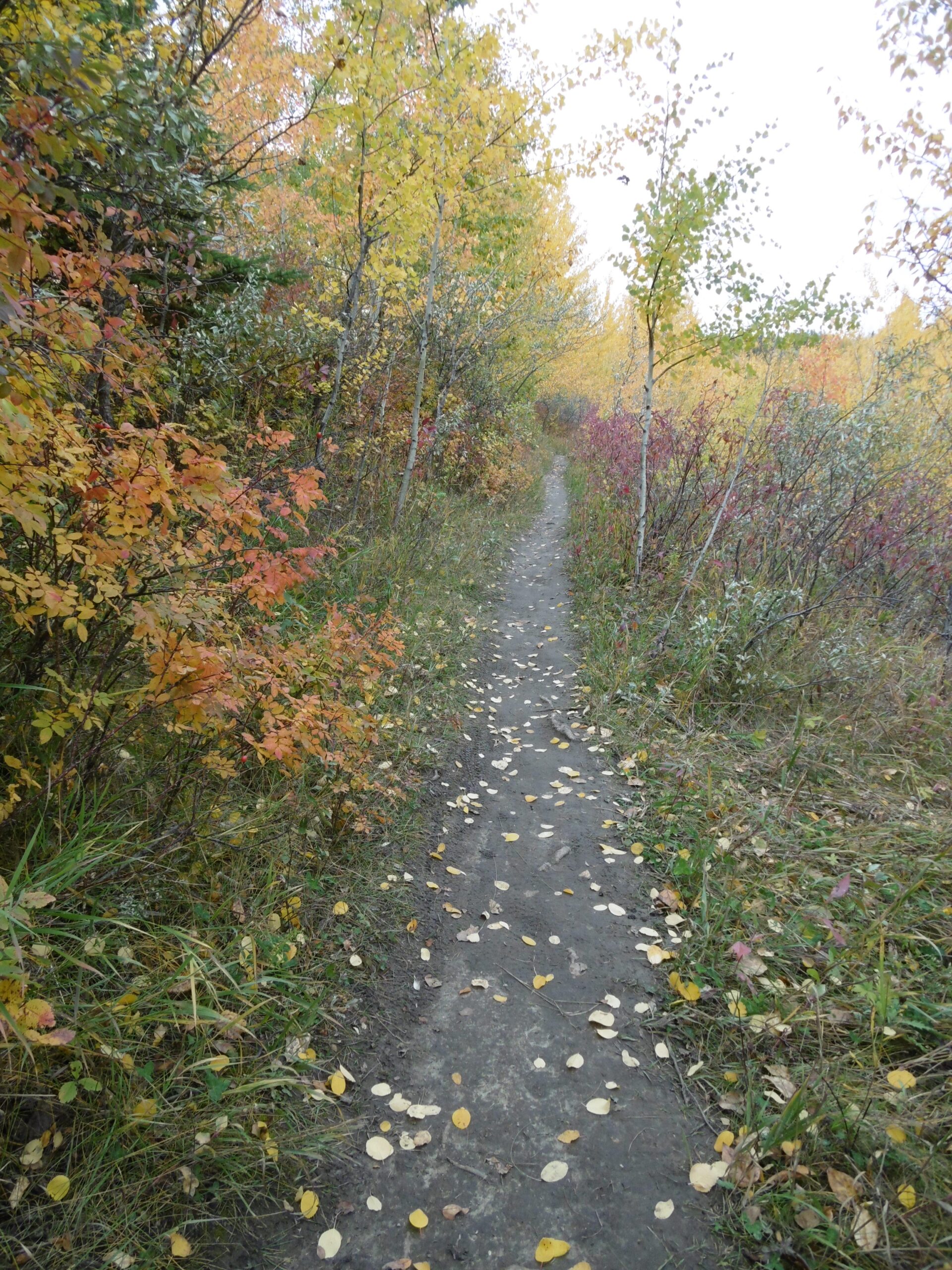 A narrow dirt path winding through a forest in autumn, flanked by trees displaying vibrant yellow, orange, and red foliage. The ground is scattered with fallen leaves, and the lush greenery surrounding the trail enhances the natural beauty of the scene. Terwillegar Park mountain bike trail.
